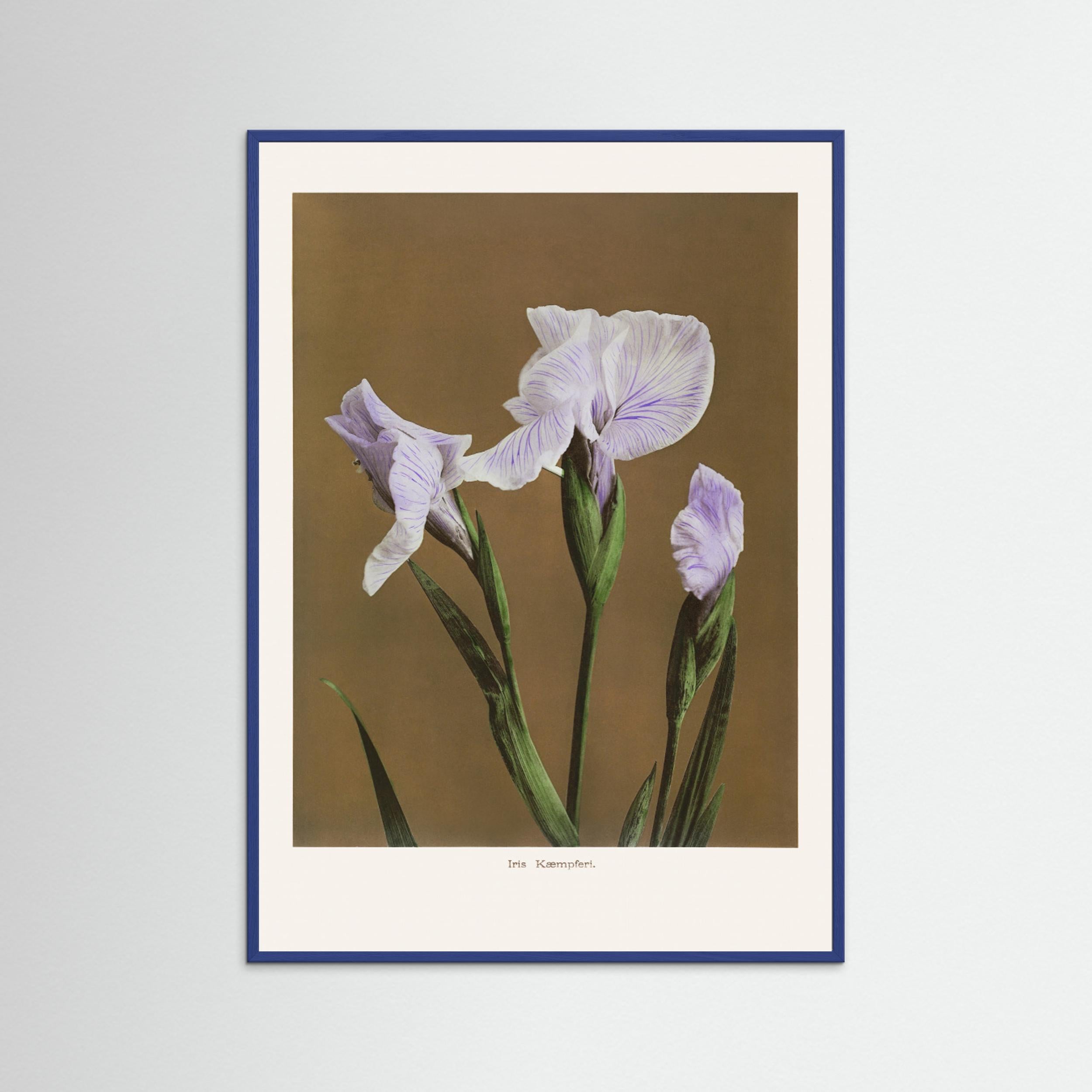 Iris Kæmpferi no2 Fine Art Paper 