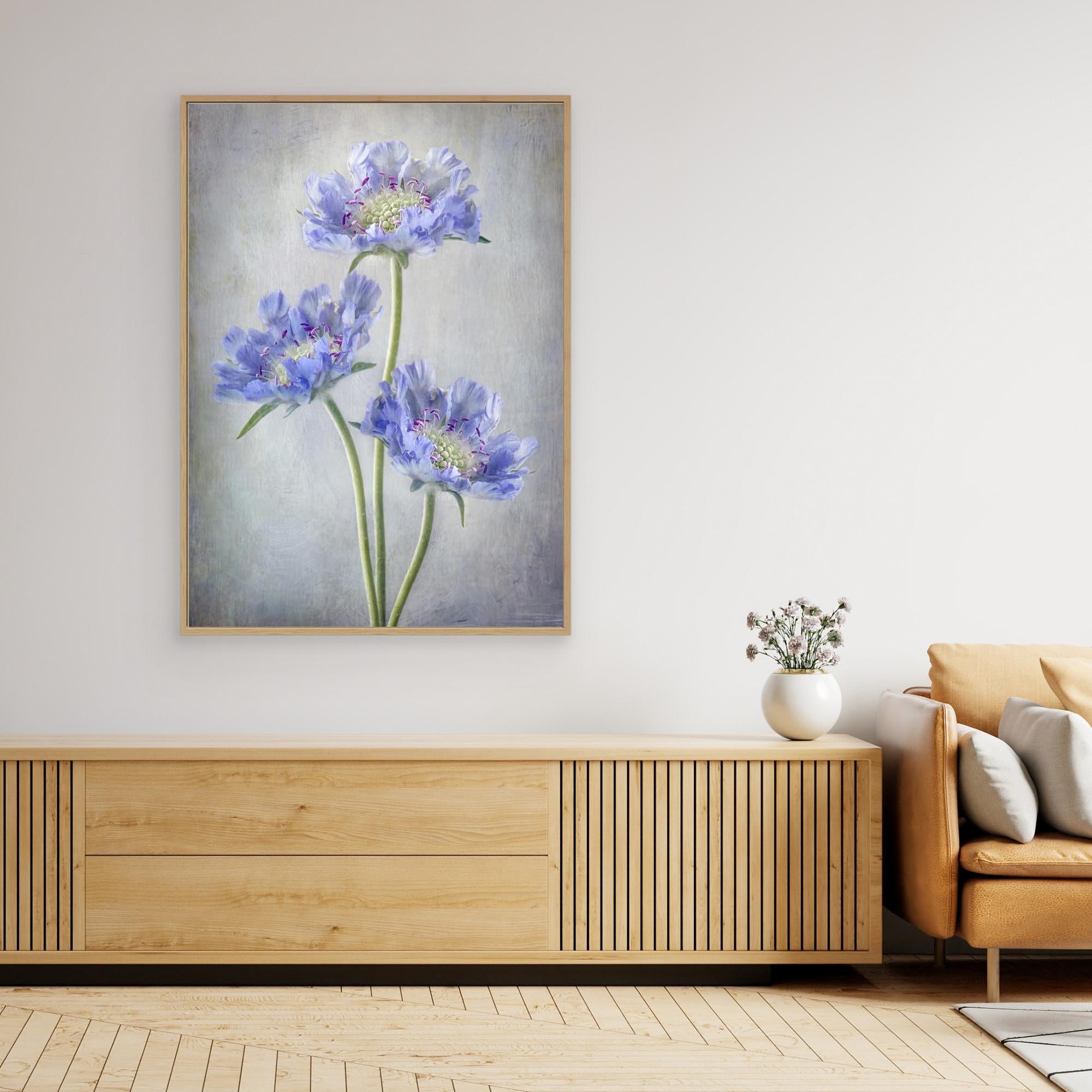 Scabiosa by Mandy Disher