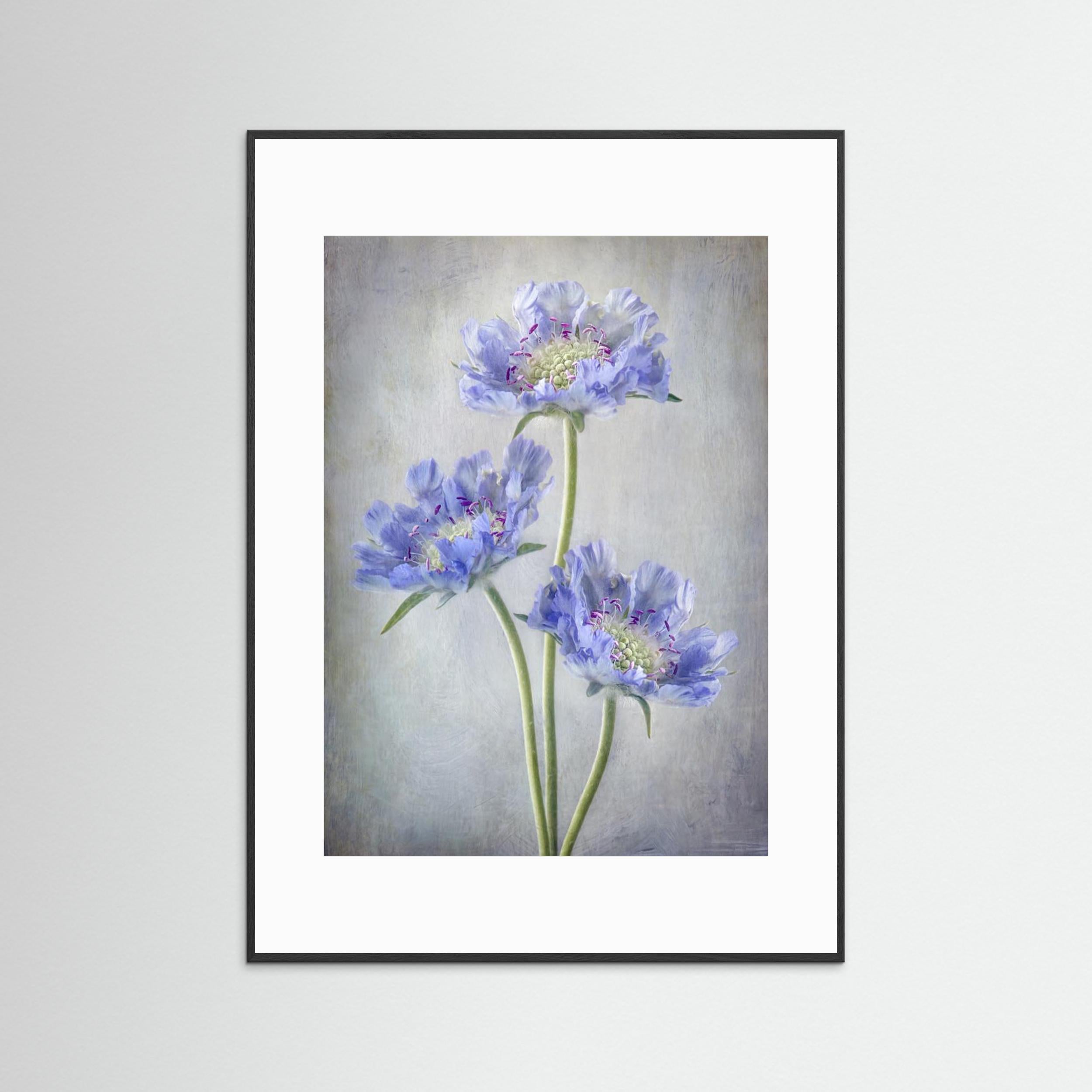 Scabiosa by Mandy Disher