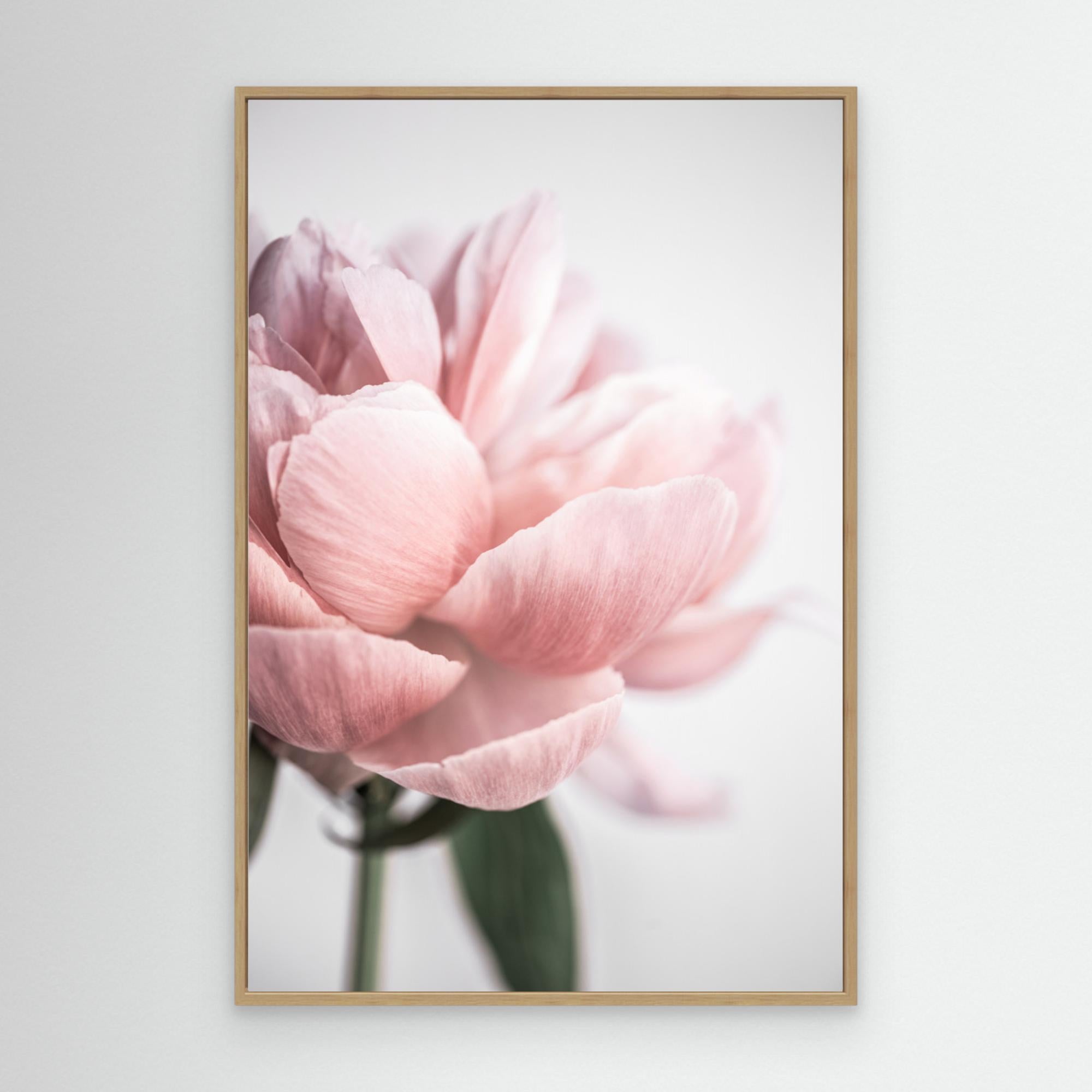 Peony 3 by Mareike Böhmer