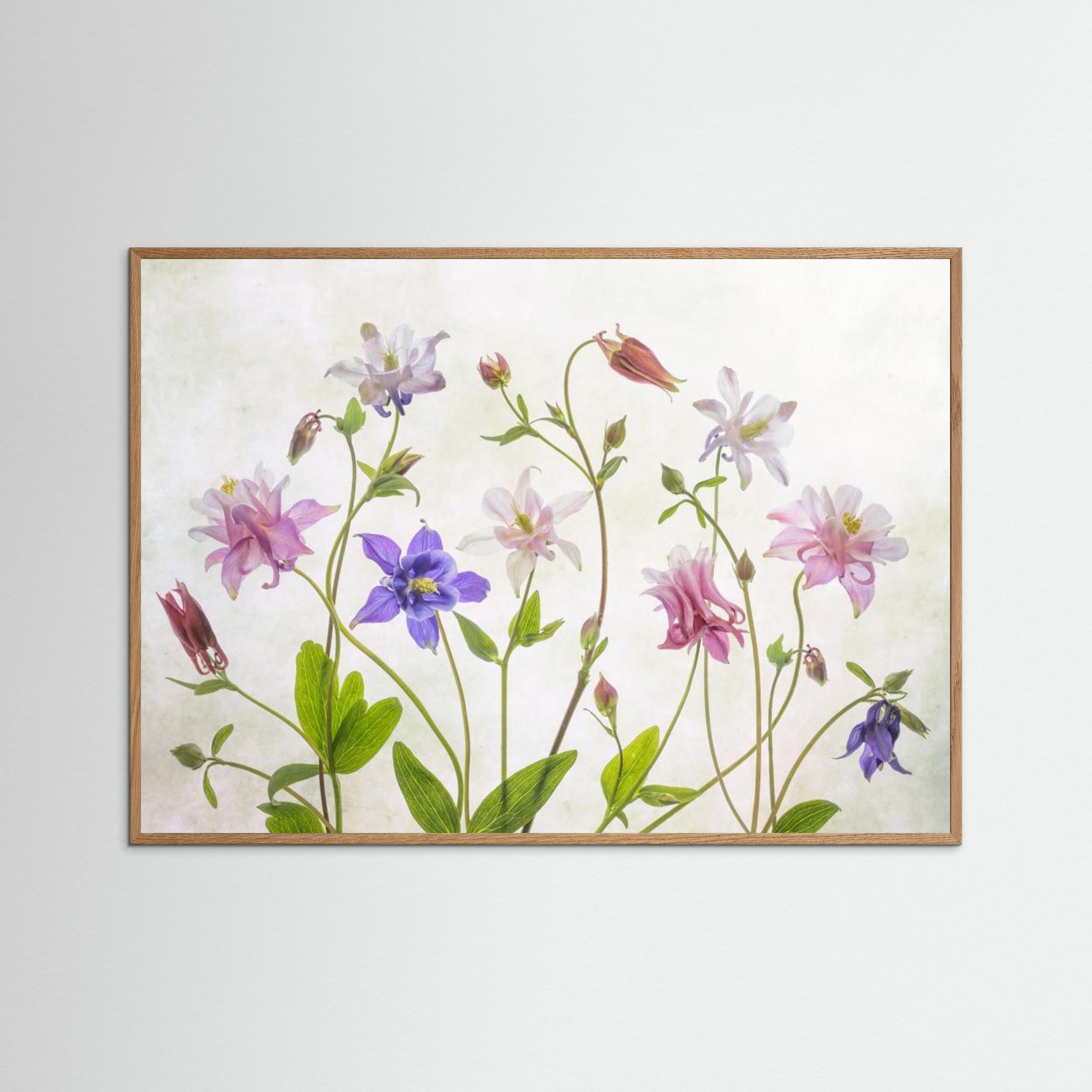 Columbine by Mandy Disher Fine Art Paper 