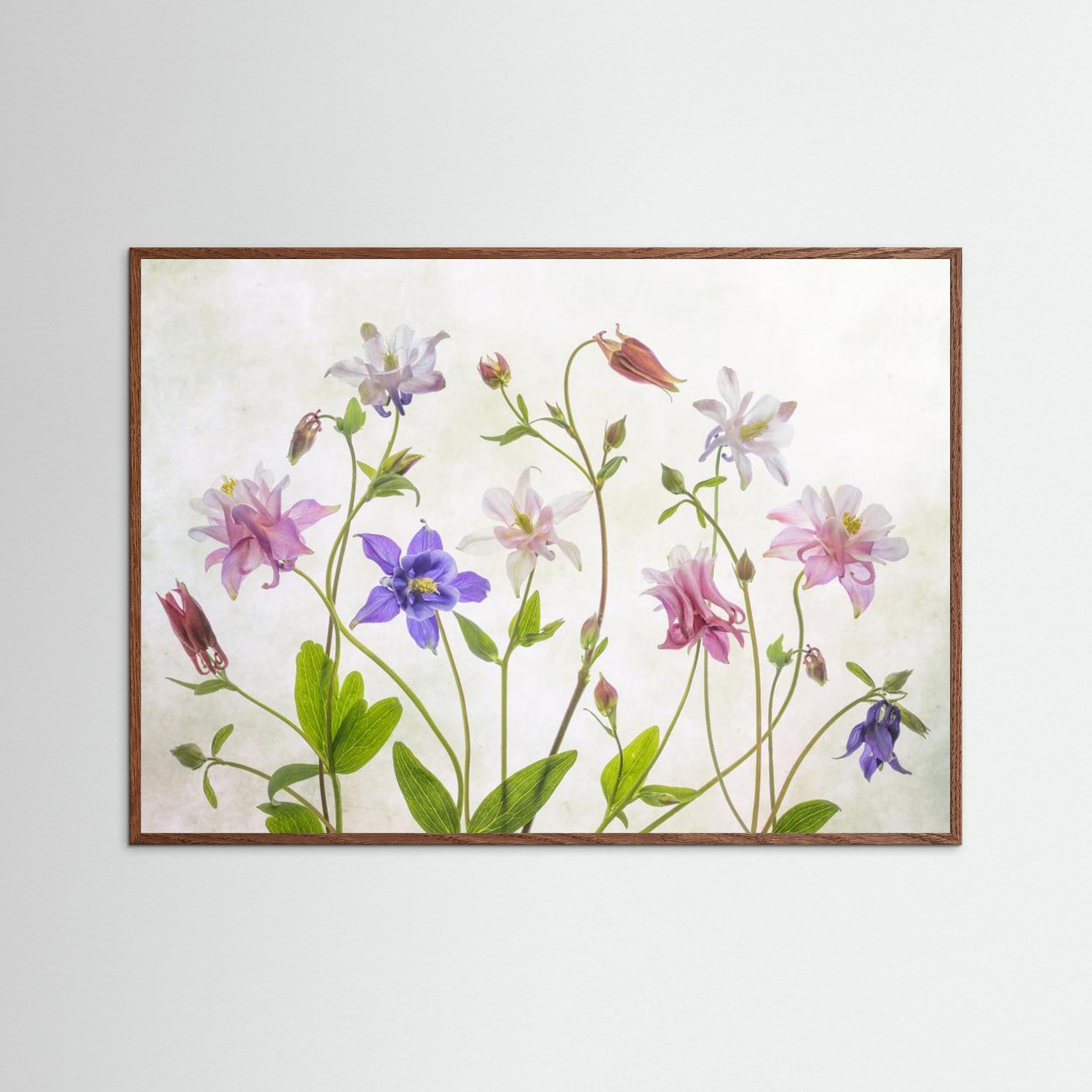Columbine by Mandy Disher Fine Art Paper 