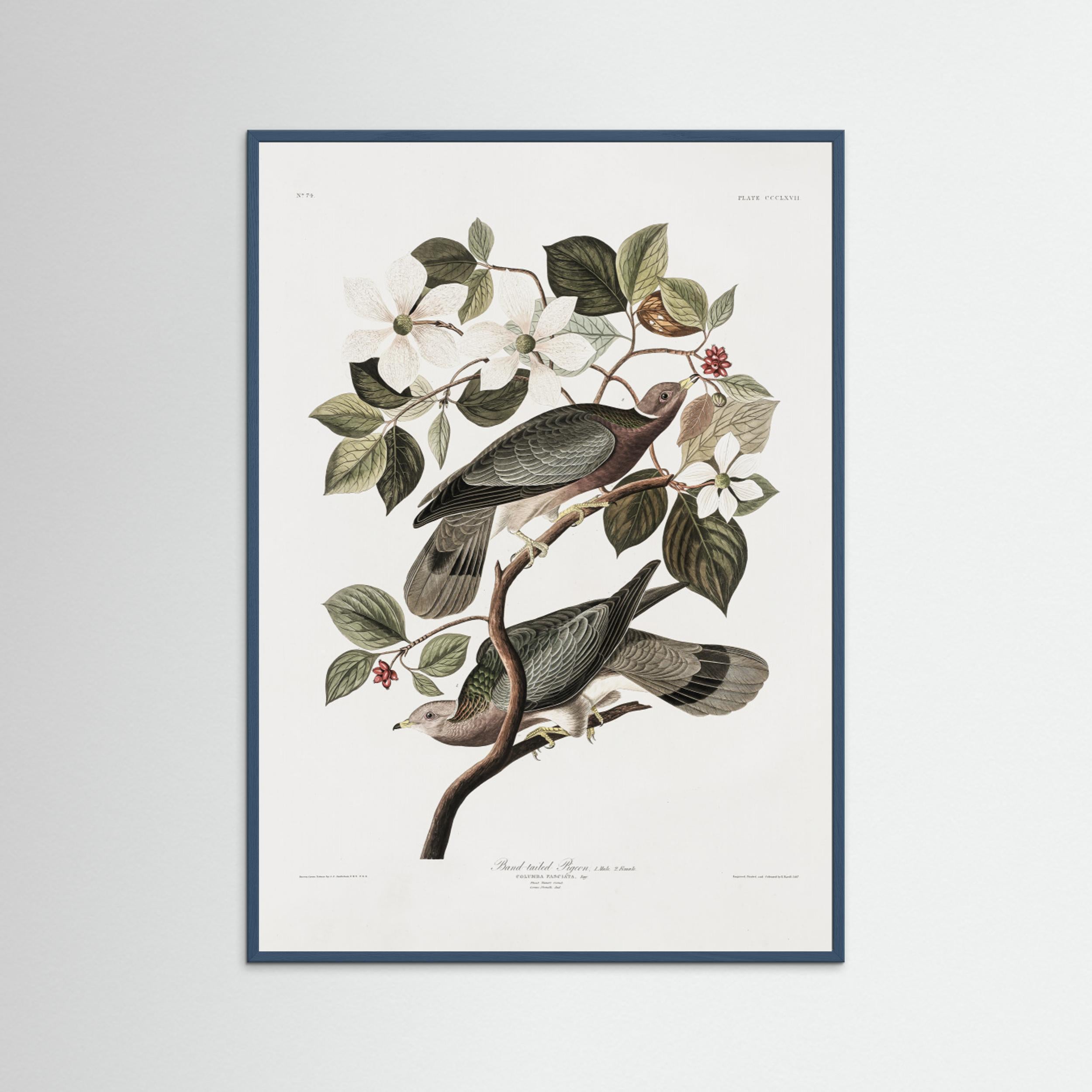 Brand Tailed Pigeon From Birds Of America (1827) by Pictufy