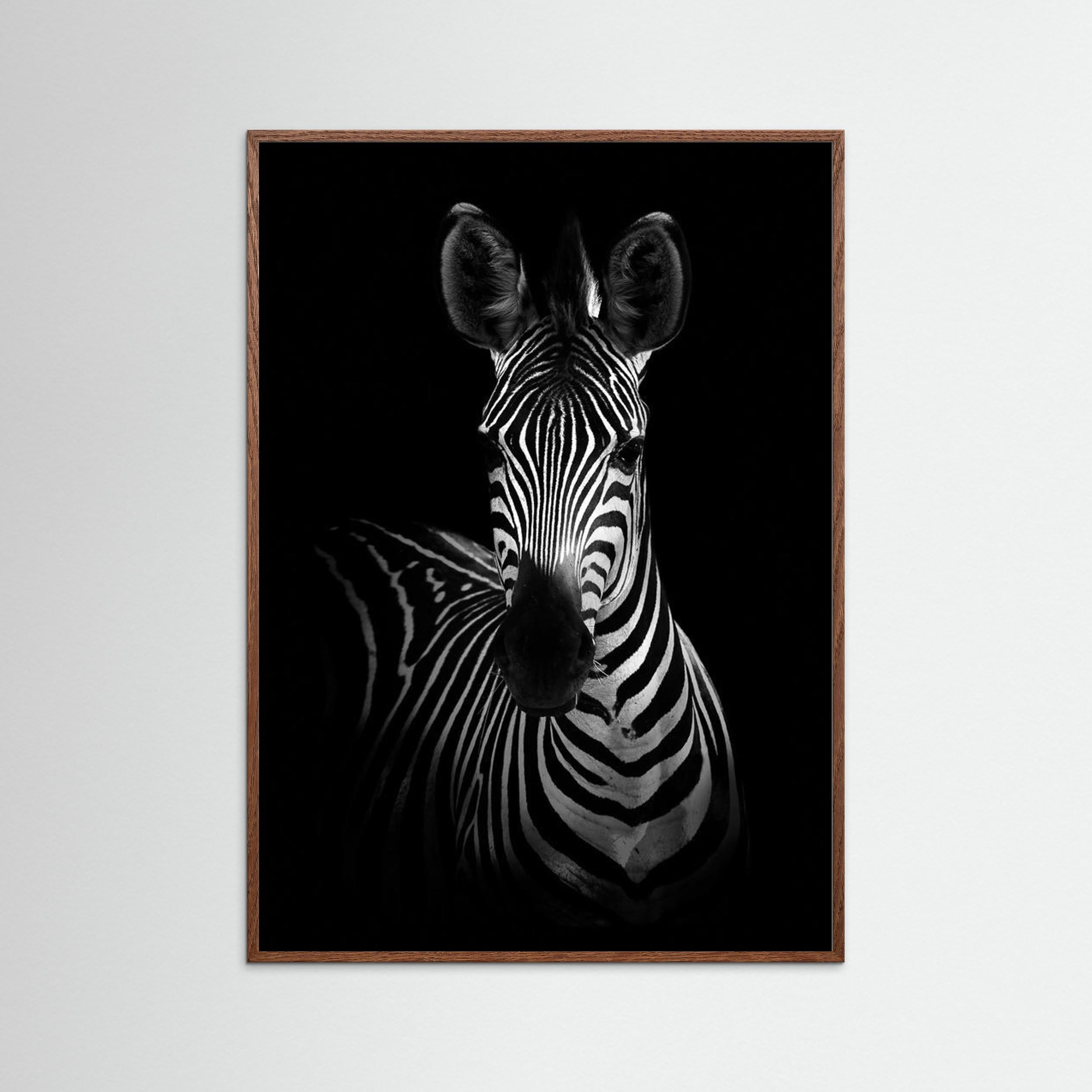 The Zebra by Wild Photo Art Fine Art Paper
