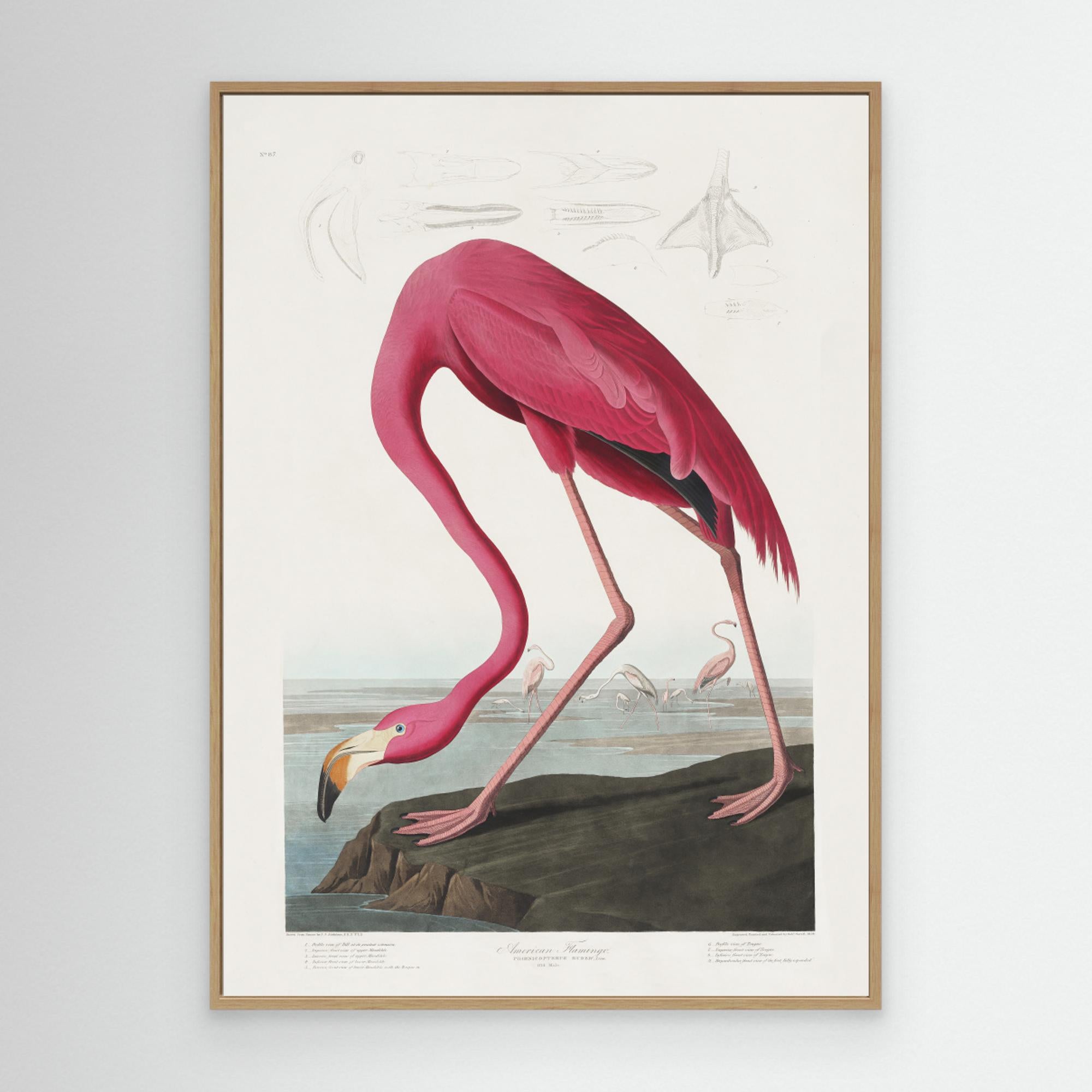 Pink Flamingo From Birds of America (1827) Canvas
