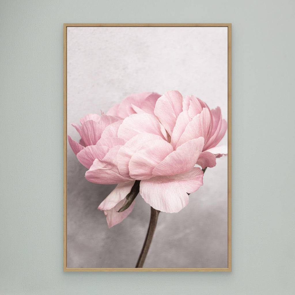 Peony by Kathrin Pienaar