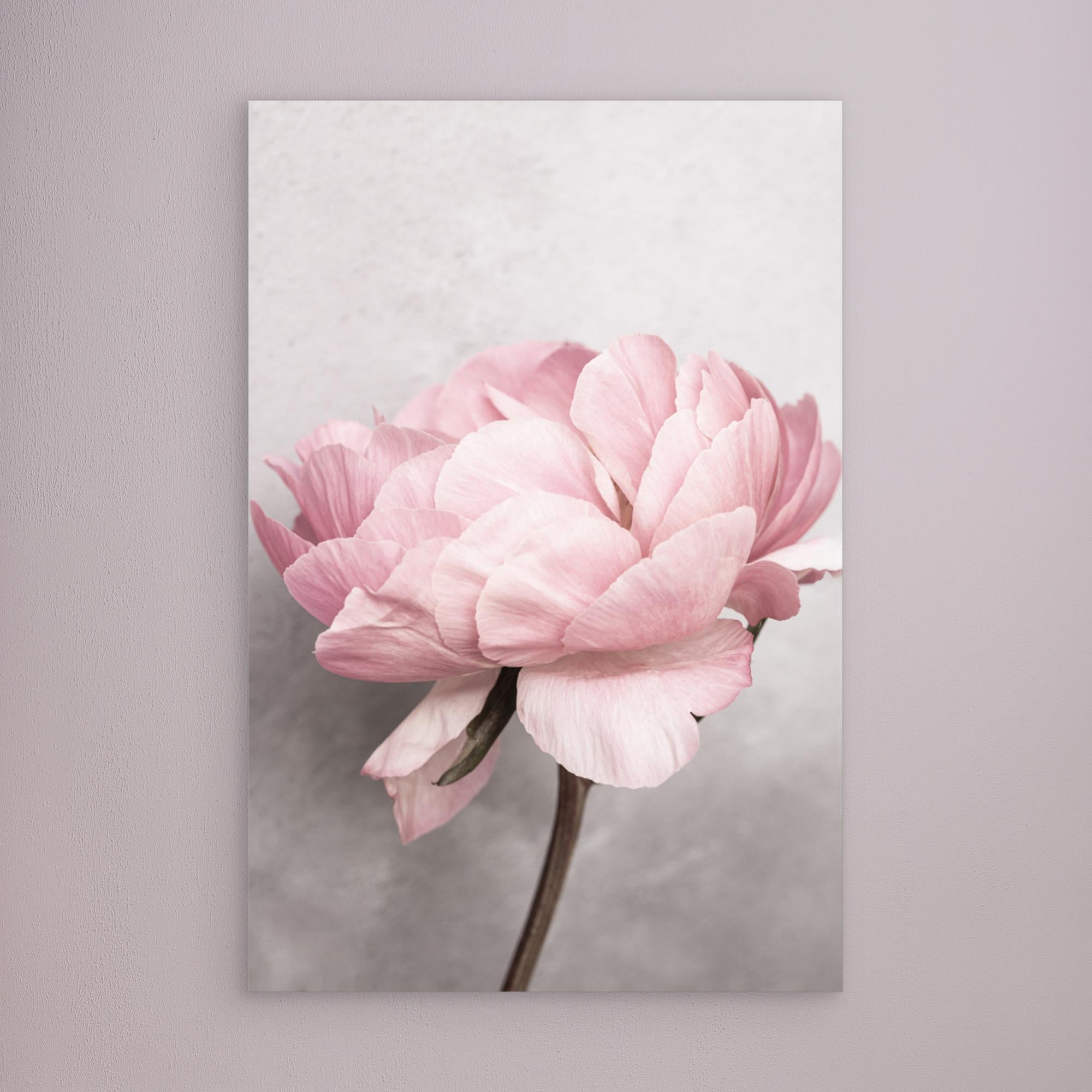 Peony by Kathrin Pienaar