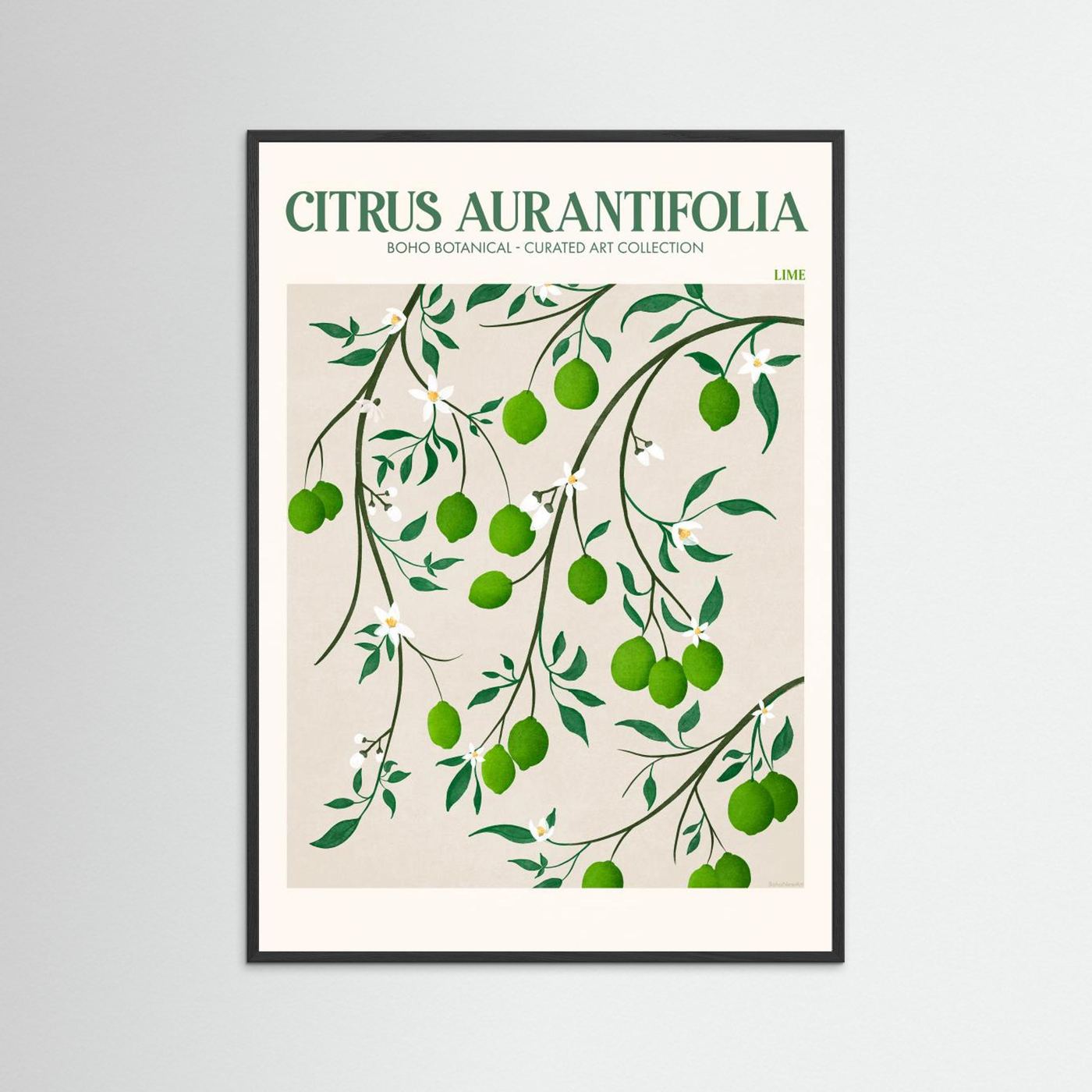 Citrus Aurantifolia - Lime by Emel Tunaboylu Fine Art Paper