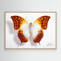 Butterfly - 4 by Johan Botha & Quot Sabie Canvas