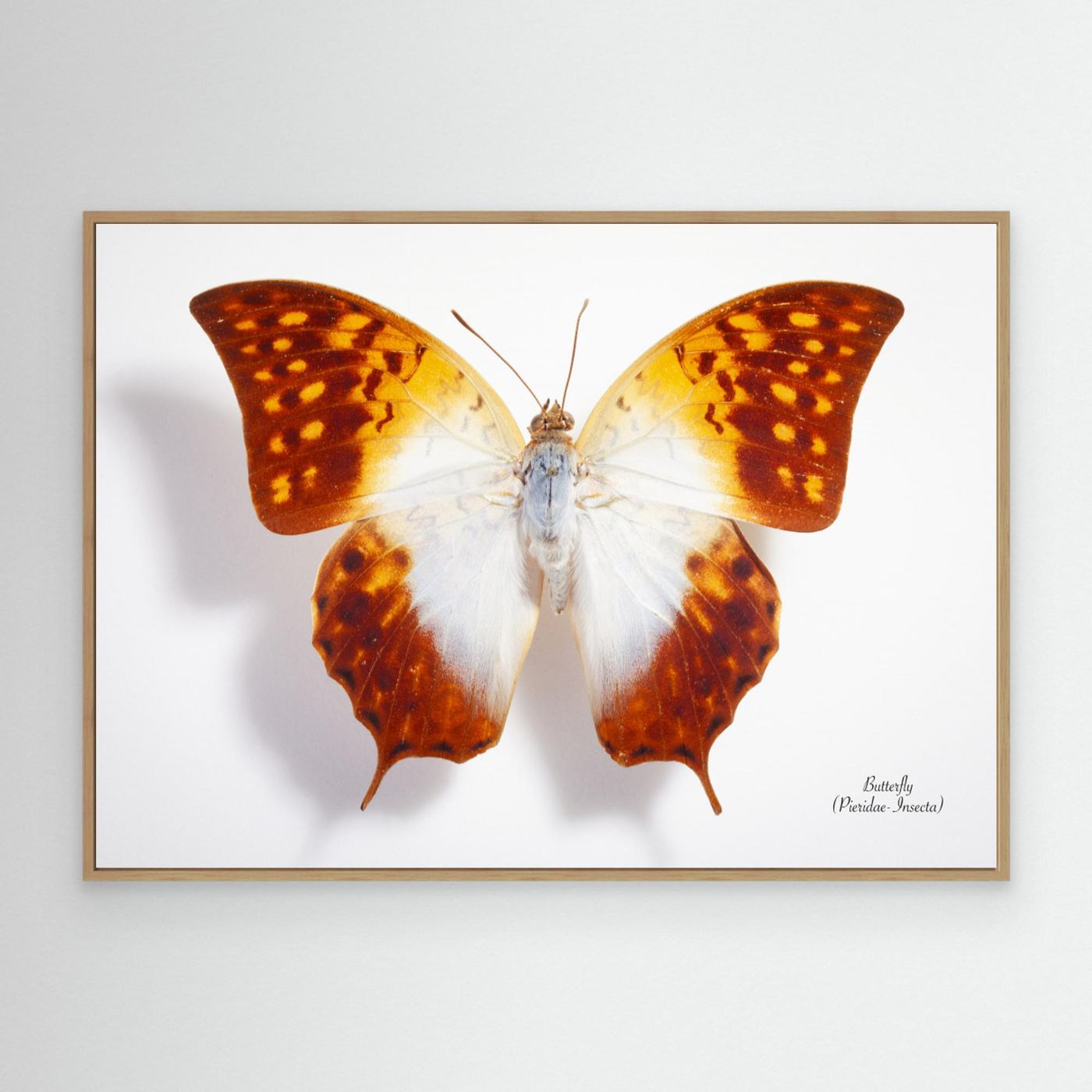 Butterfly - 4 by Johan Botha & Quot Sabie Canvas