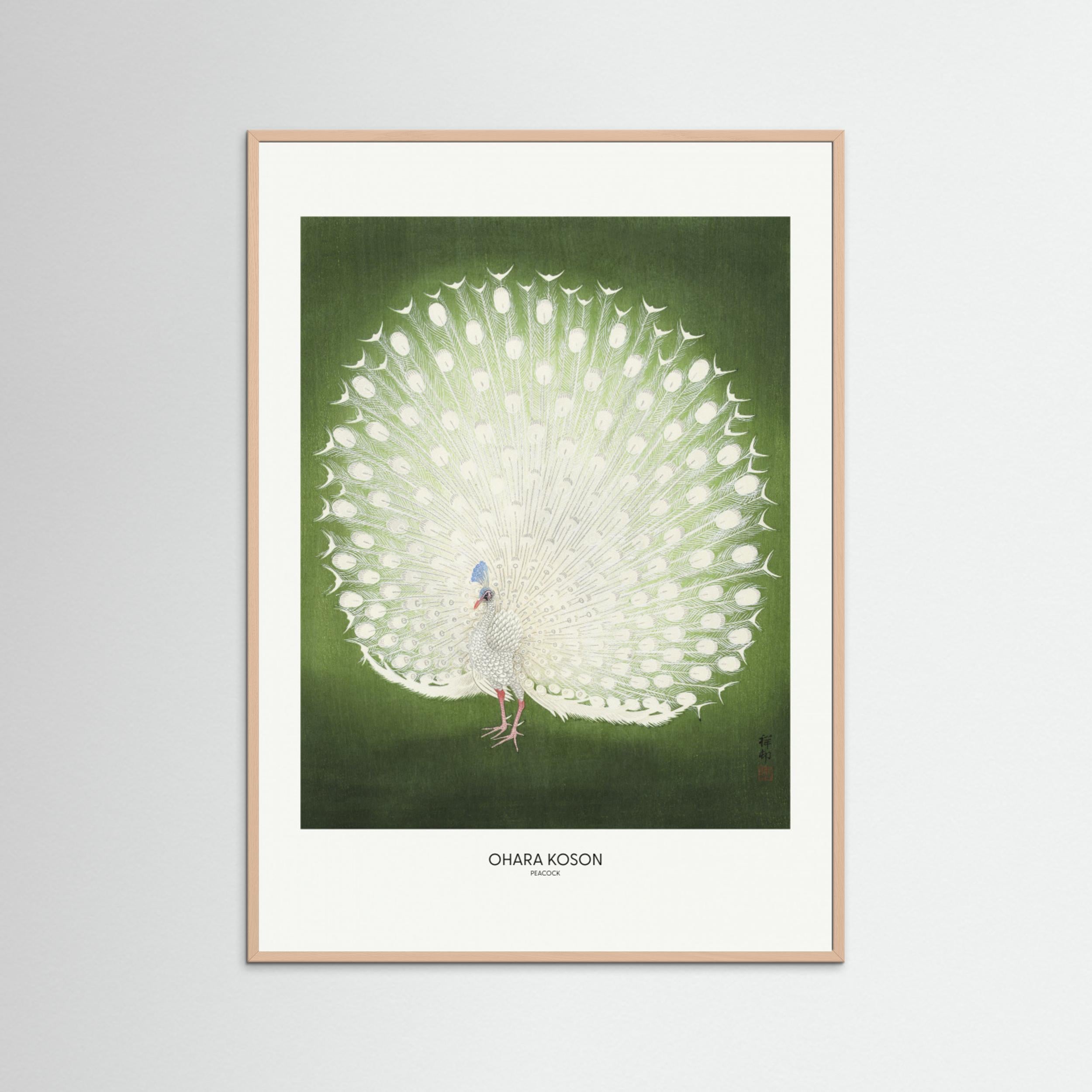 Peacock - Wide Fine Art Paper 