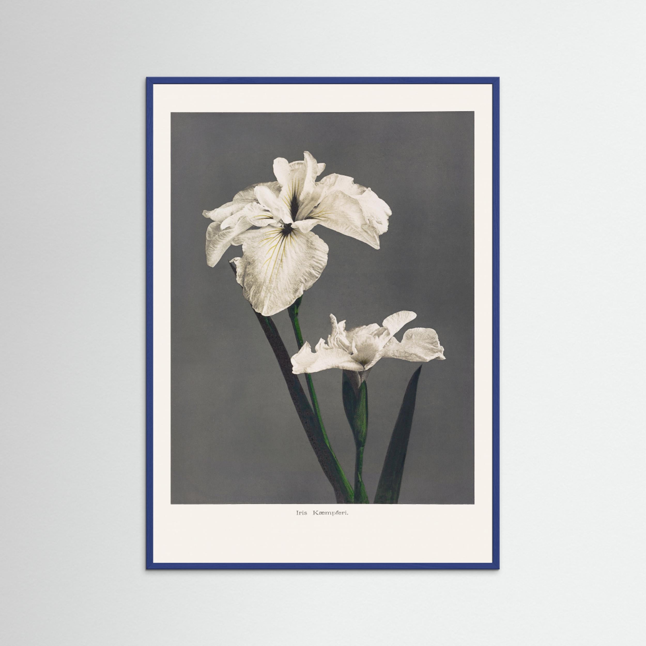 Iris Kæmpferi Fine Art Paper