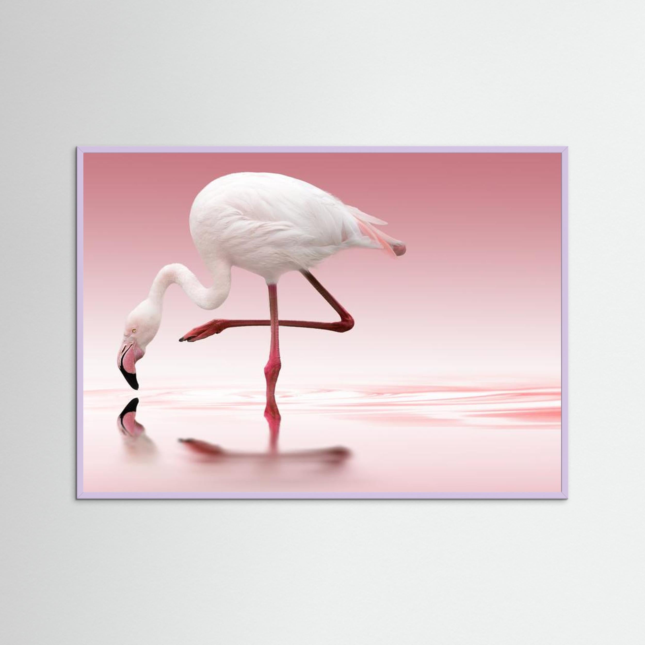 Flamingo by Doris Reindl Fine Art Paper 