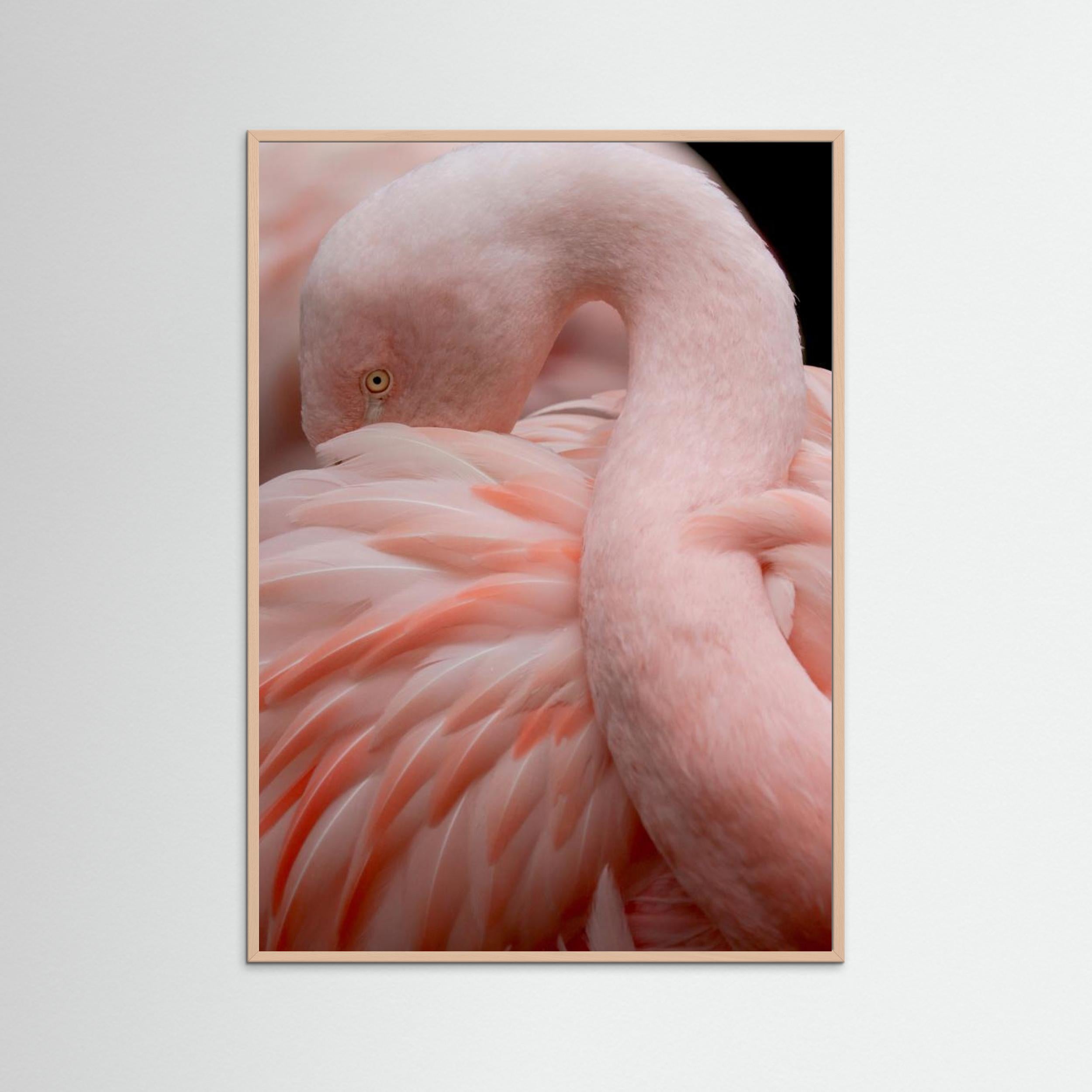 Portrait of a Pink Flamingo by Robin Wechsler Fine Art Paper