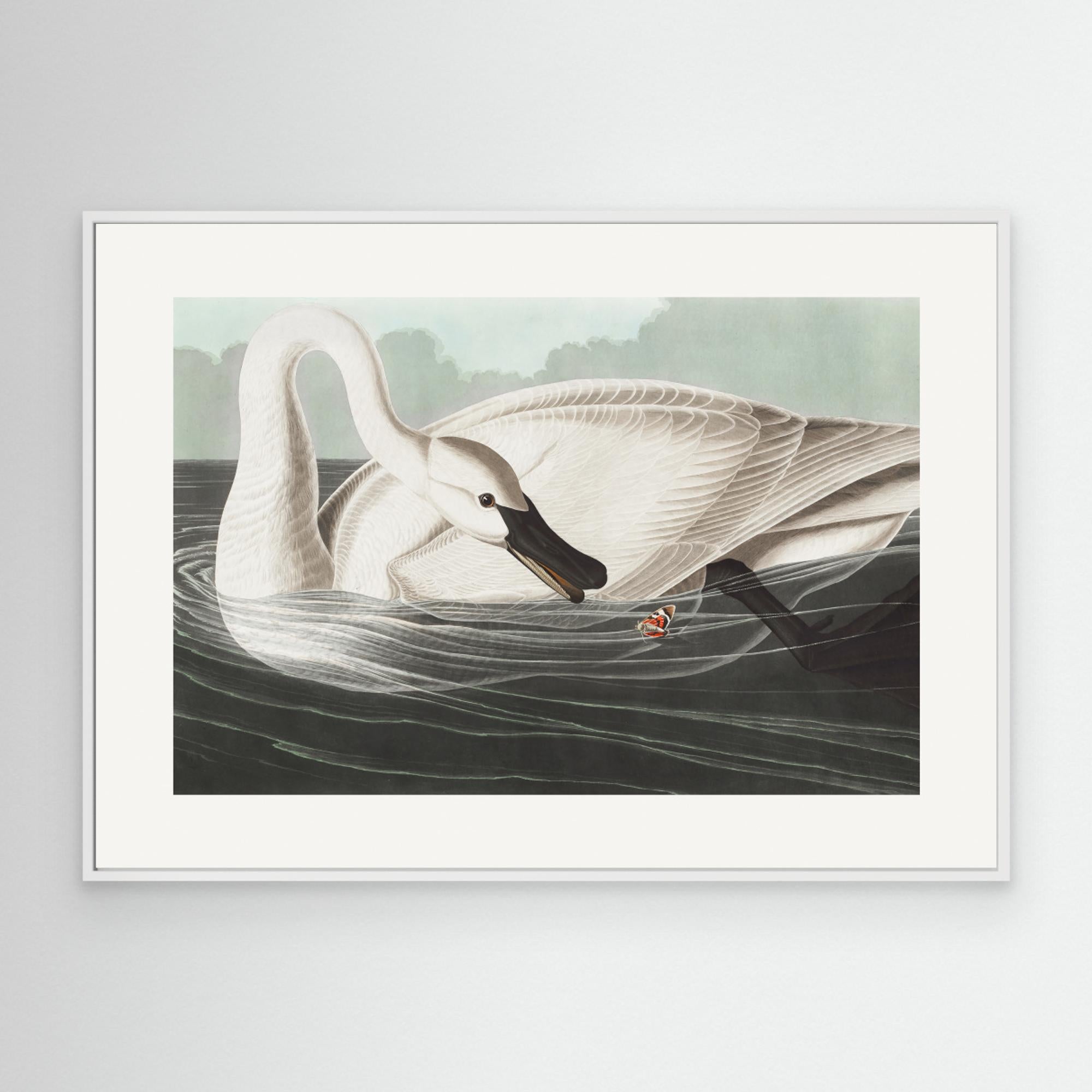 Trumpeter Swan From Birds of America (1827) Canvas