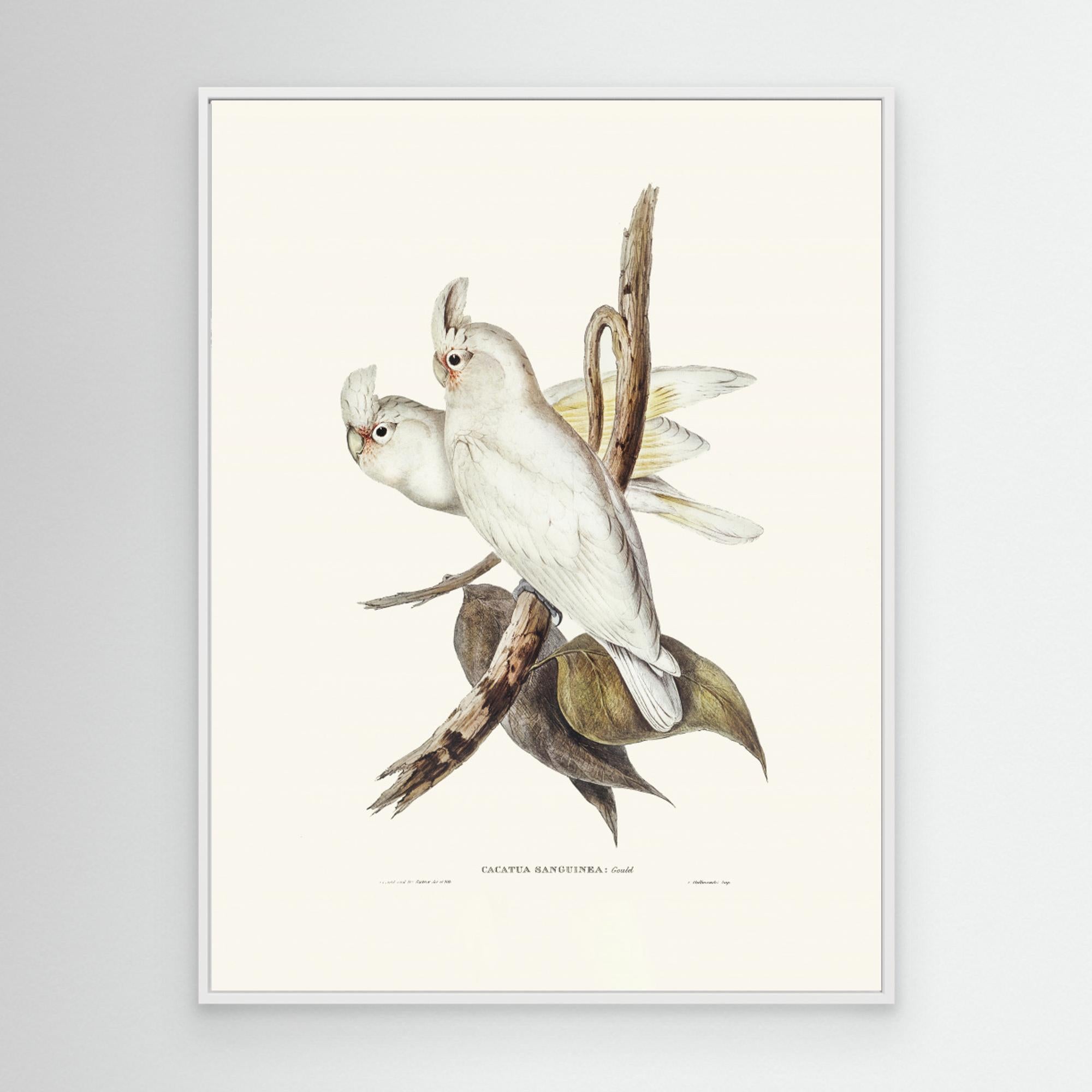 Blood Stained Cockatoo by Pictufy Canvas