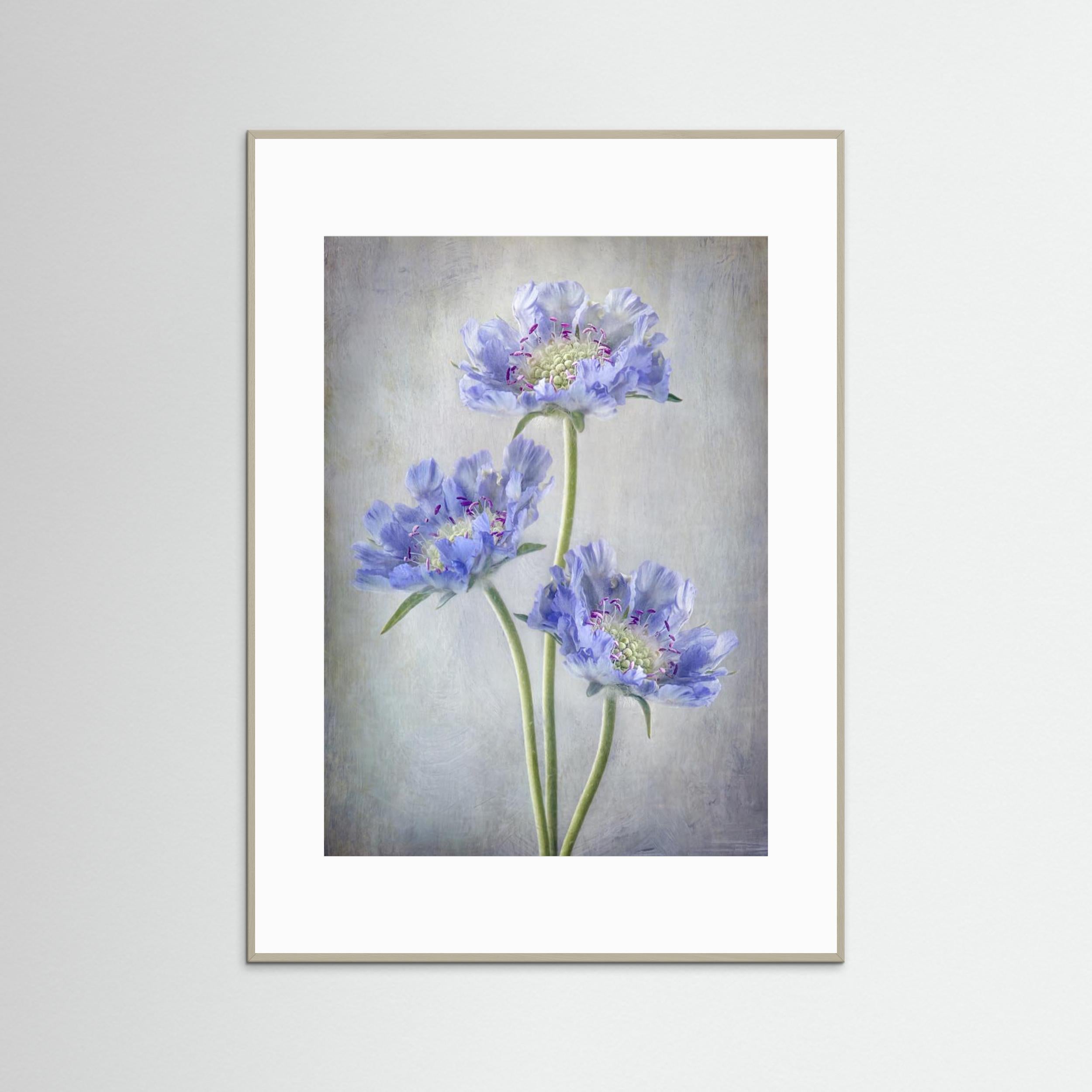 Scabiosa by Mandy Disher