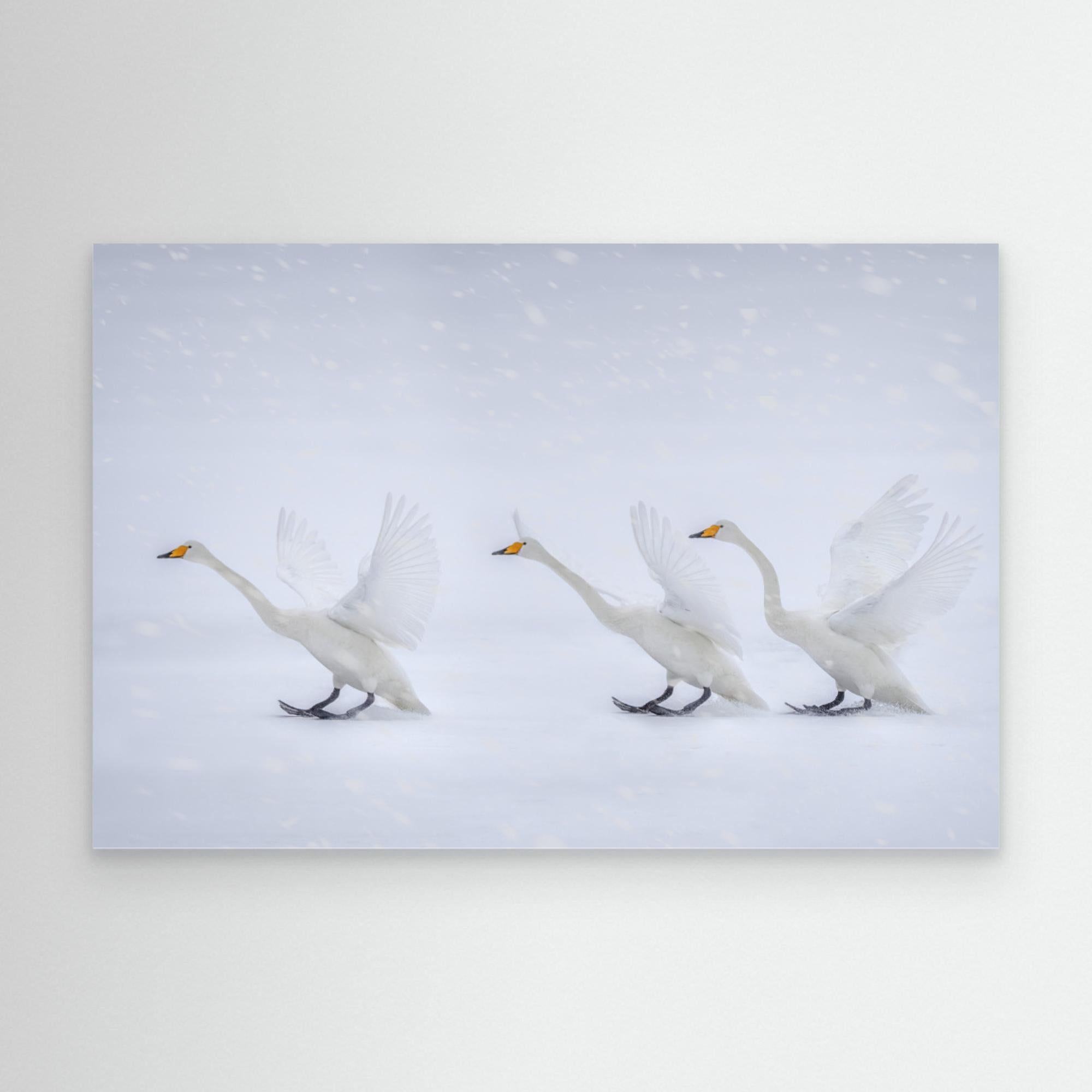 Happy in the white world by Qing Zhao Canvas