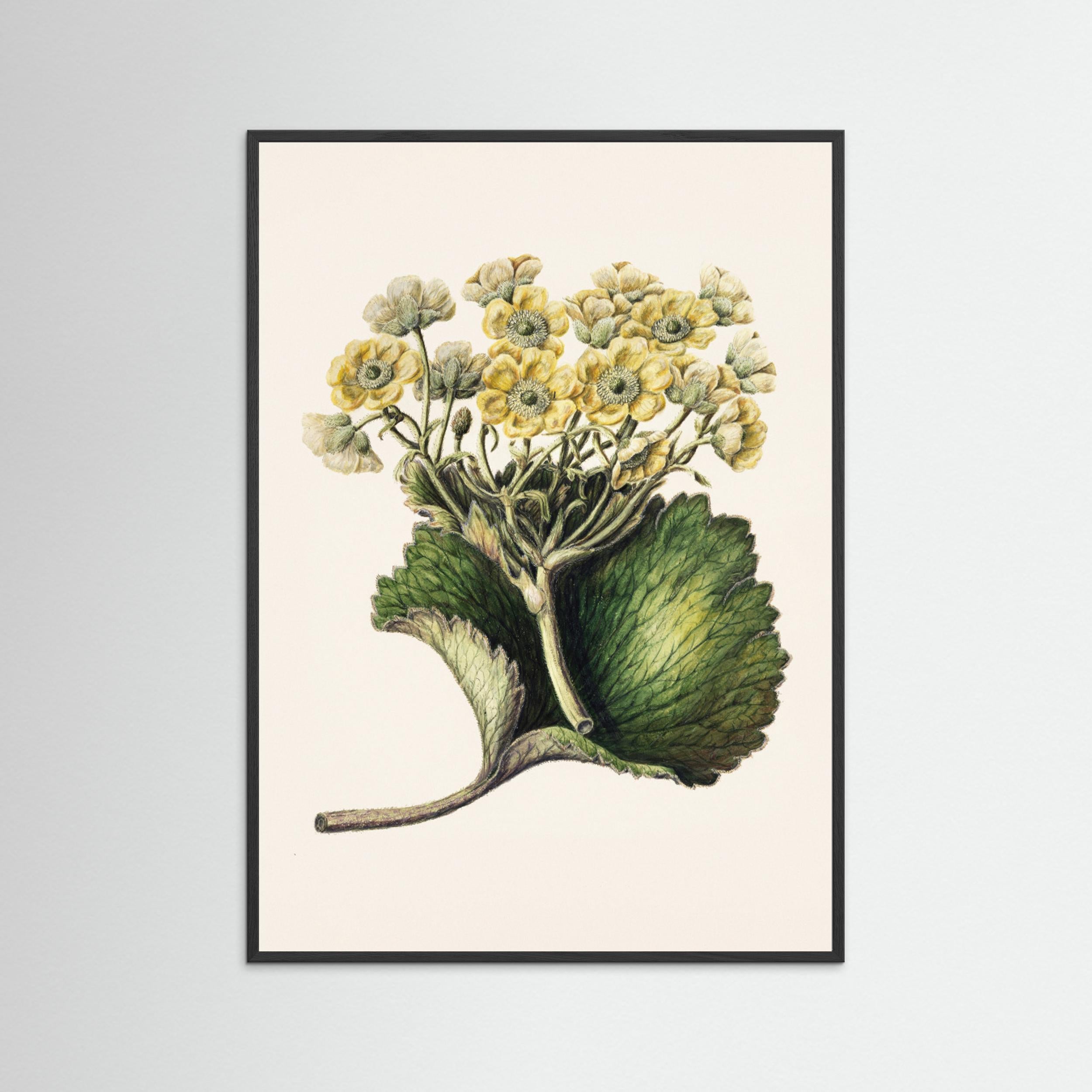 Korikor Drawn By Sarah Featon (1848–1927 Fine Art Paper