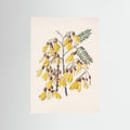 Kowhai Drawn By Sarah Featon (1848–1927) Fine Art Paper