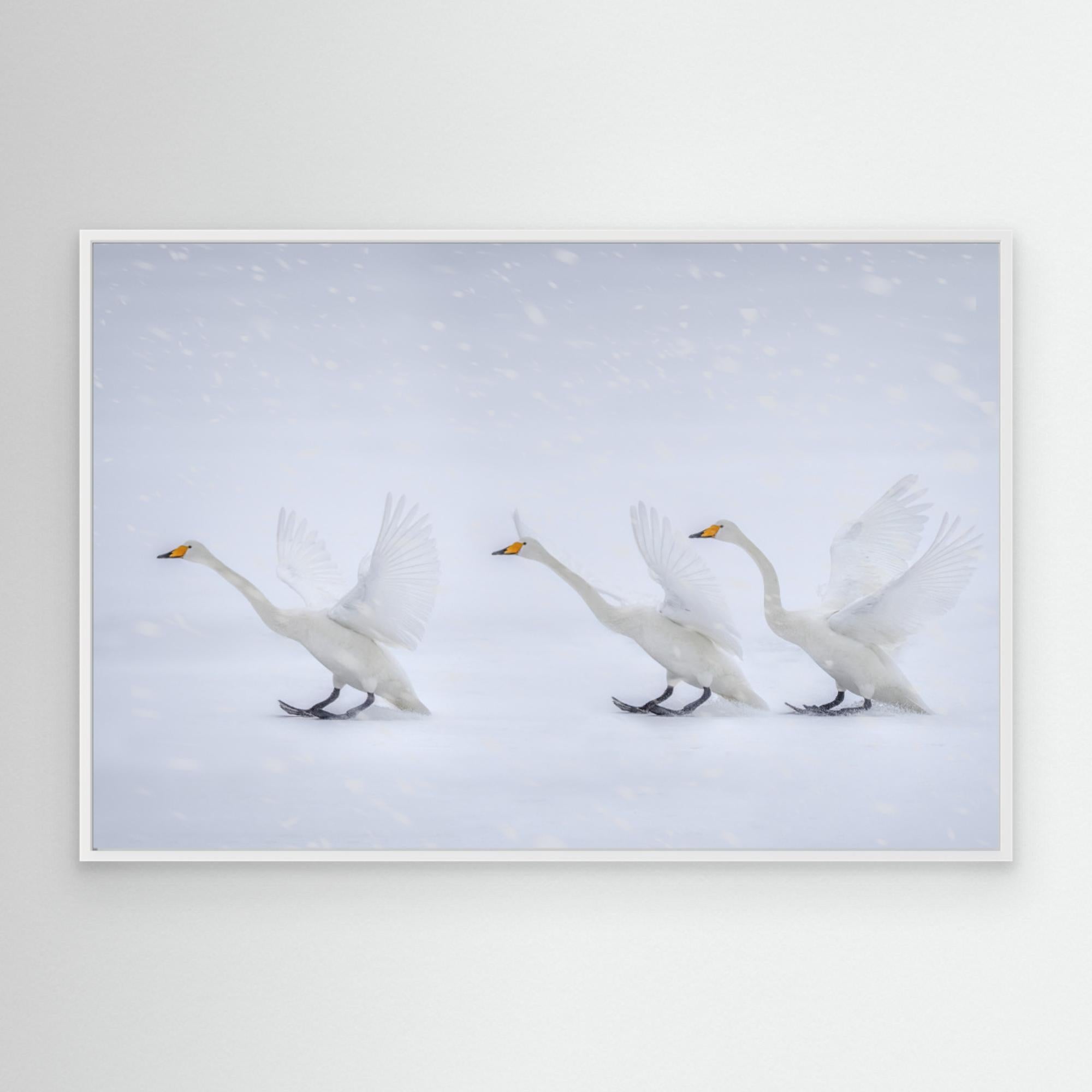 Happy in the white world by Qing Zhao Canvas