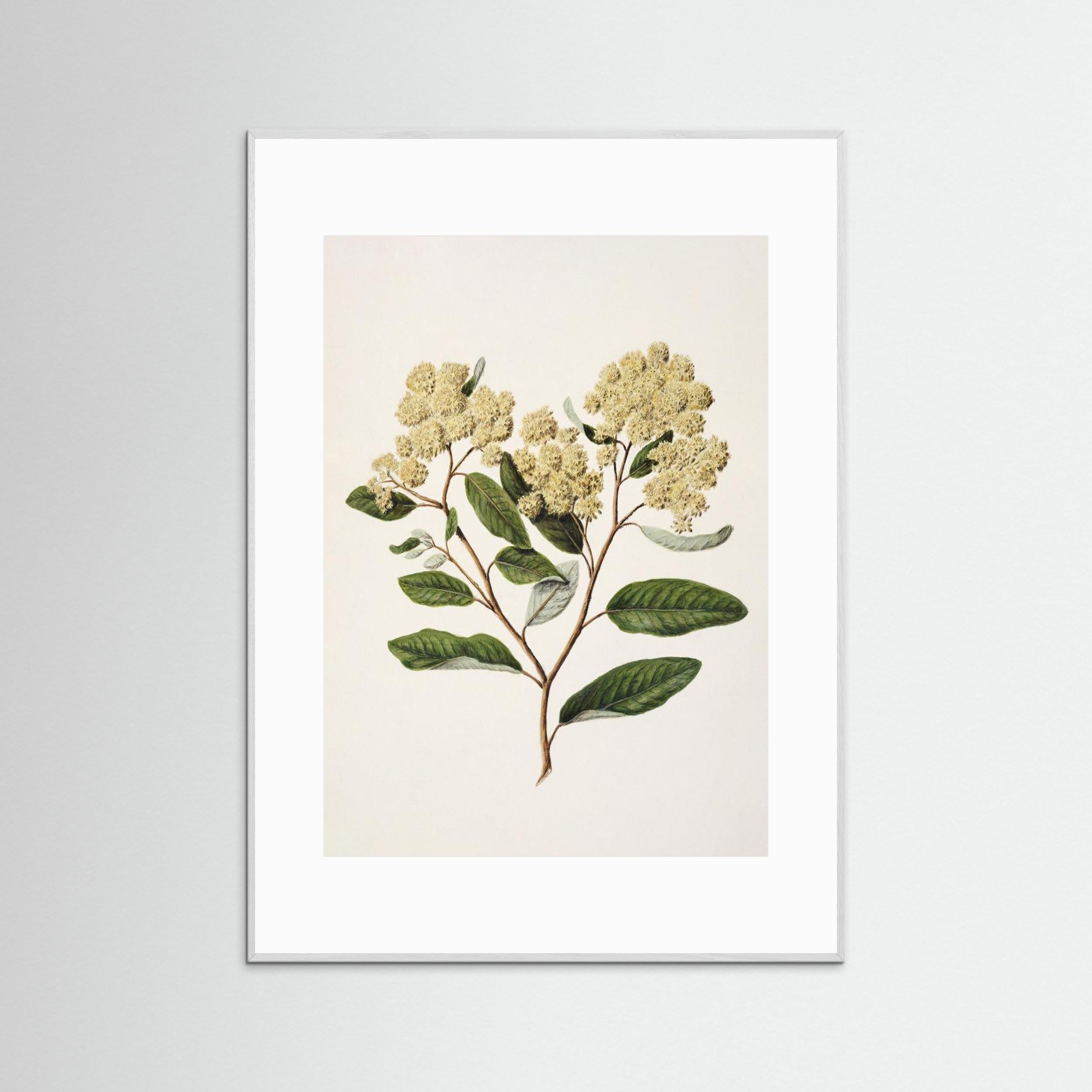 Kumarahou Drawn By Sarah Featon (1848–1927 Fine Art Paper