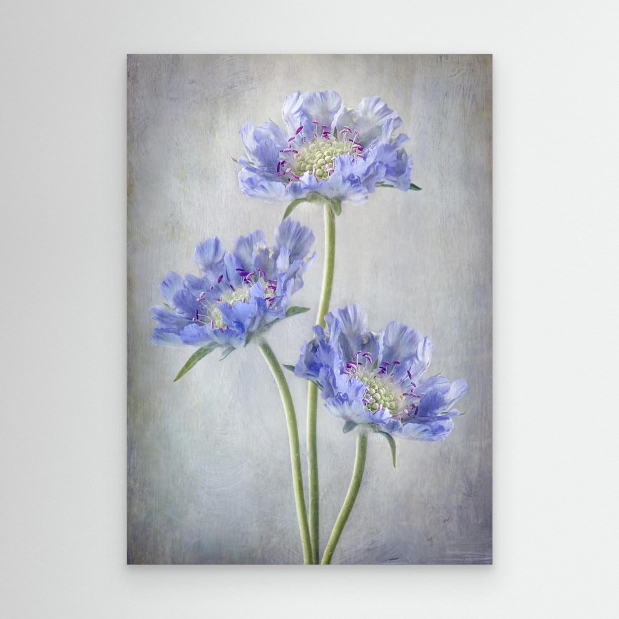 Scabiosa by Mandy Disher