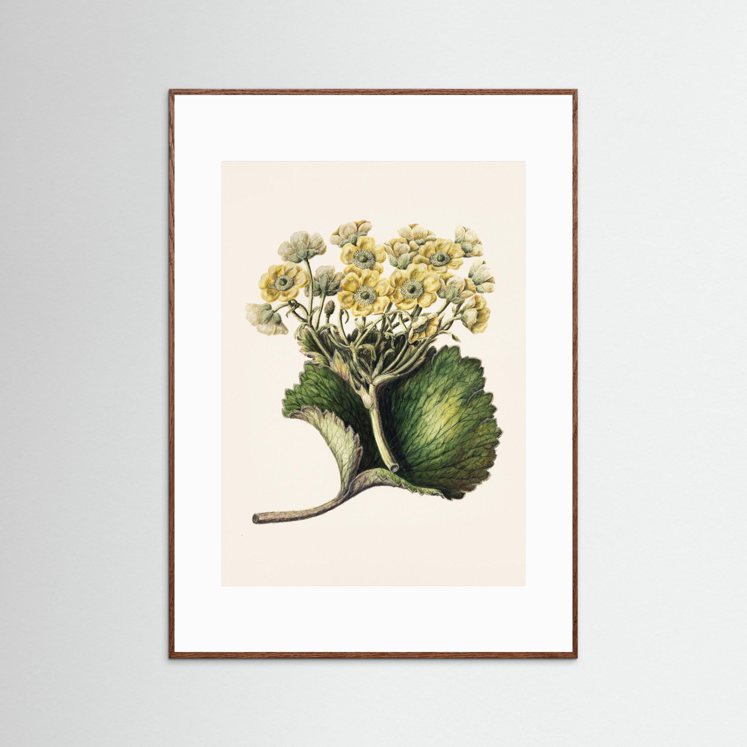 Korikor Drawn By Sarah Featon (1848–1927 Fine Art Paper
