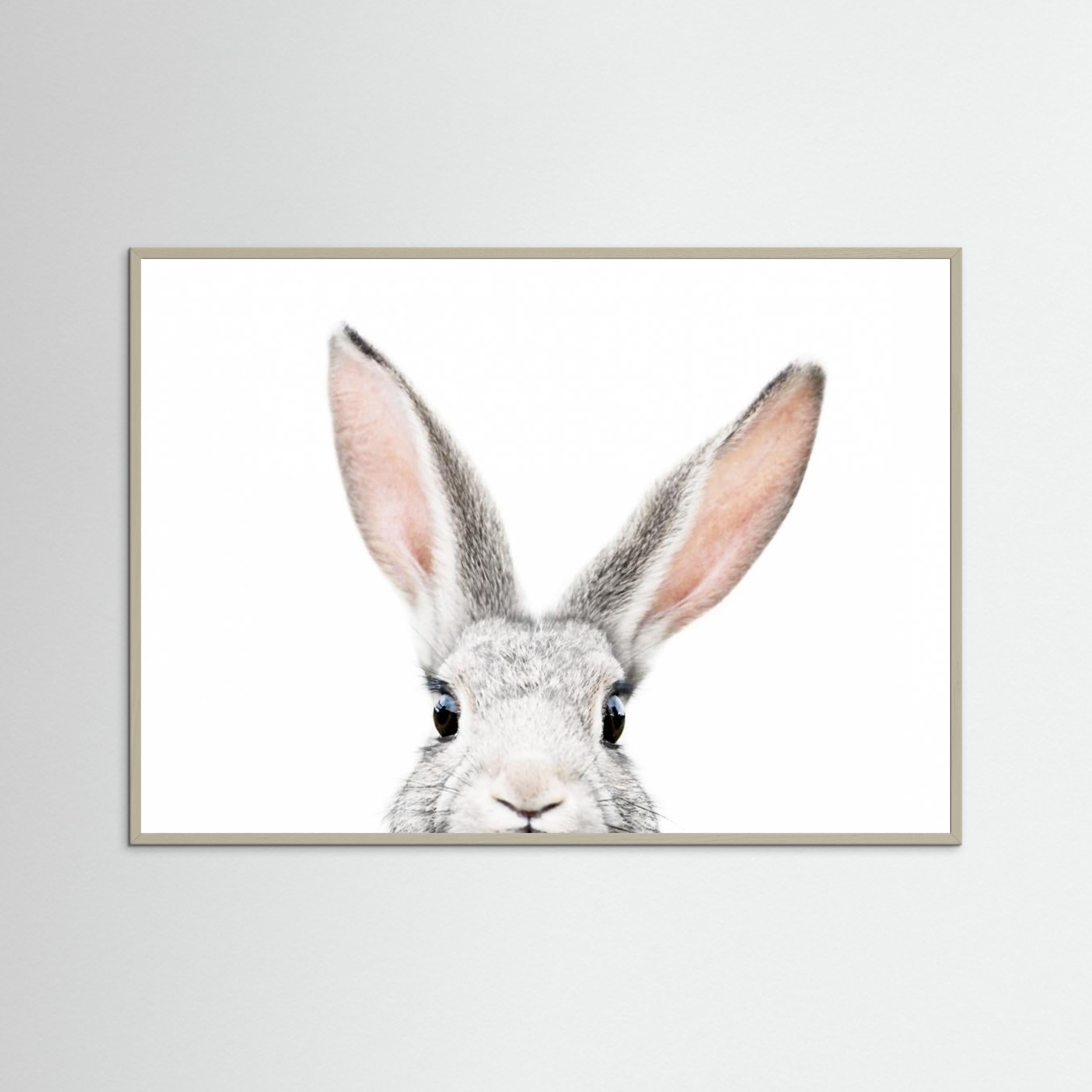 Peeking Bunny by Kathrin Pienaar Fine Art Paper 