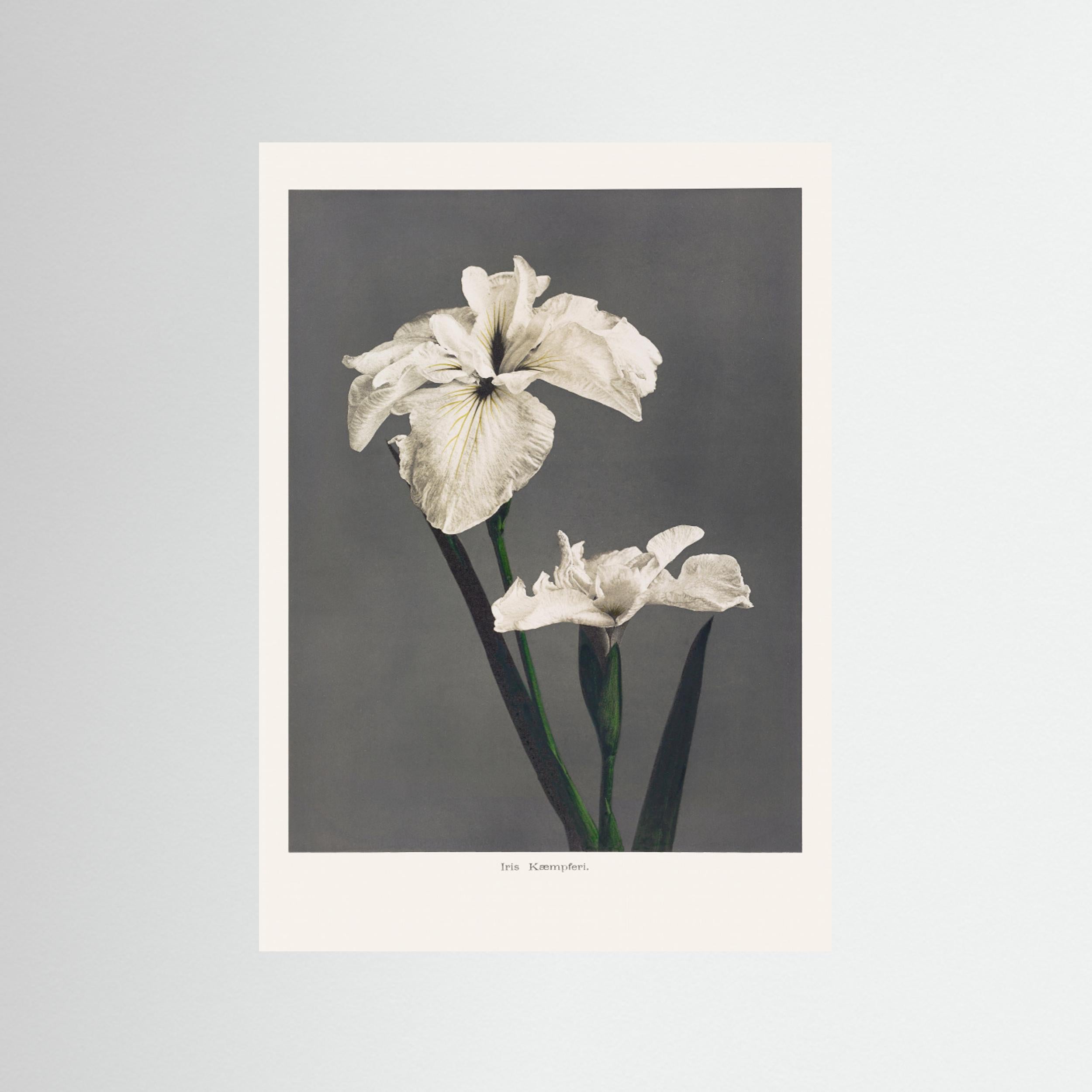 Iris Kæmpferi Fine Art Paper