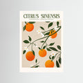 Citrus Sinensis - Orange by Emel Tunaboylu Fine Art Paper 