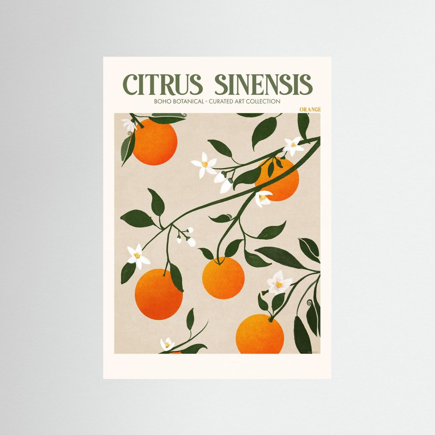 Citrus Sinensis - Orange by Emel Tunaboylu Fine Art Paper 