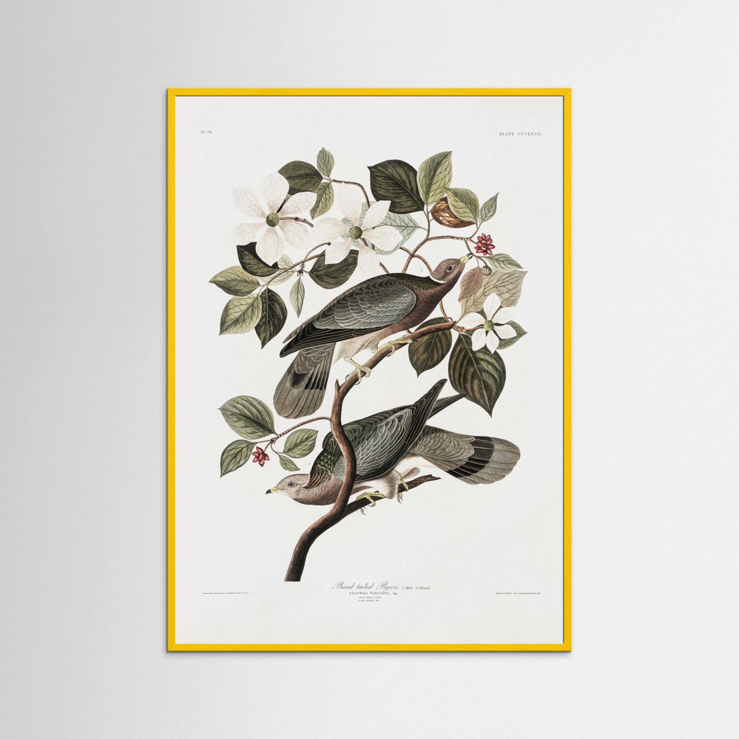 Brand Tailed Pigeon From Birds Of America (1827) by Pictufy