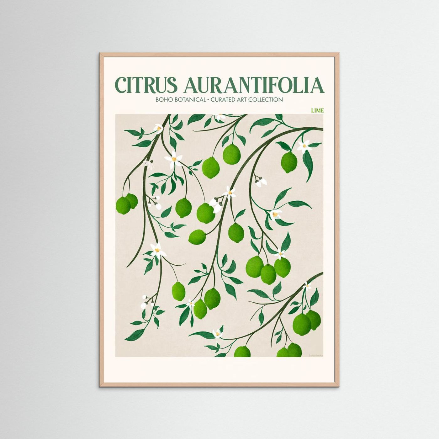 Citrus Aurantifolia - Lime by Emel Tunaboylu Fine Art Paper