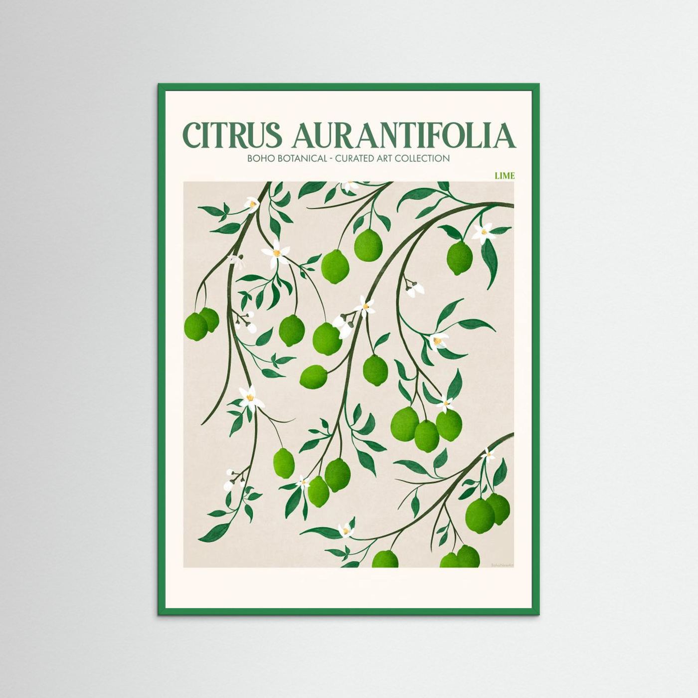 Citrus Aurantifolia - Lime by Emel Tunaboylu Fine Art Paper