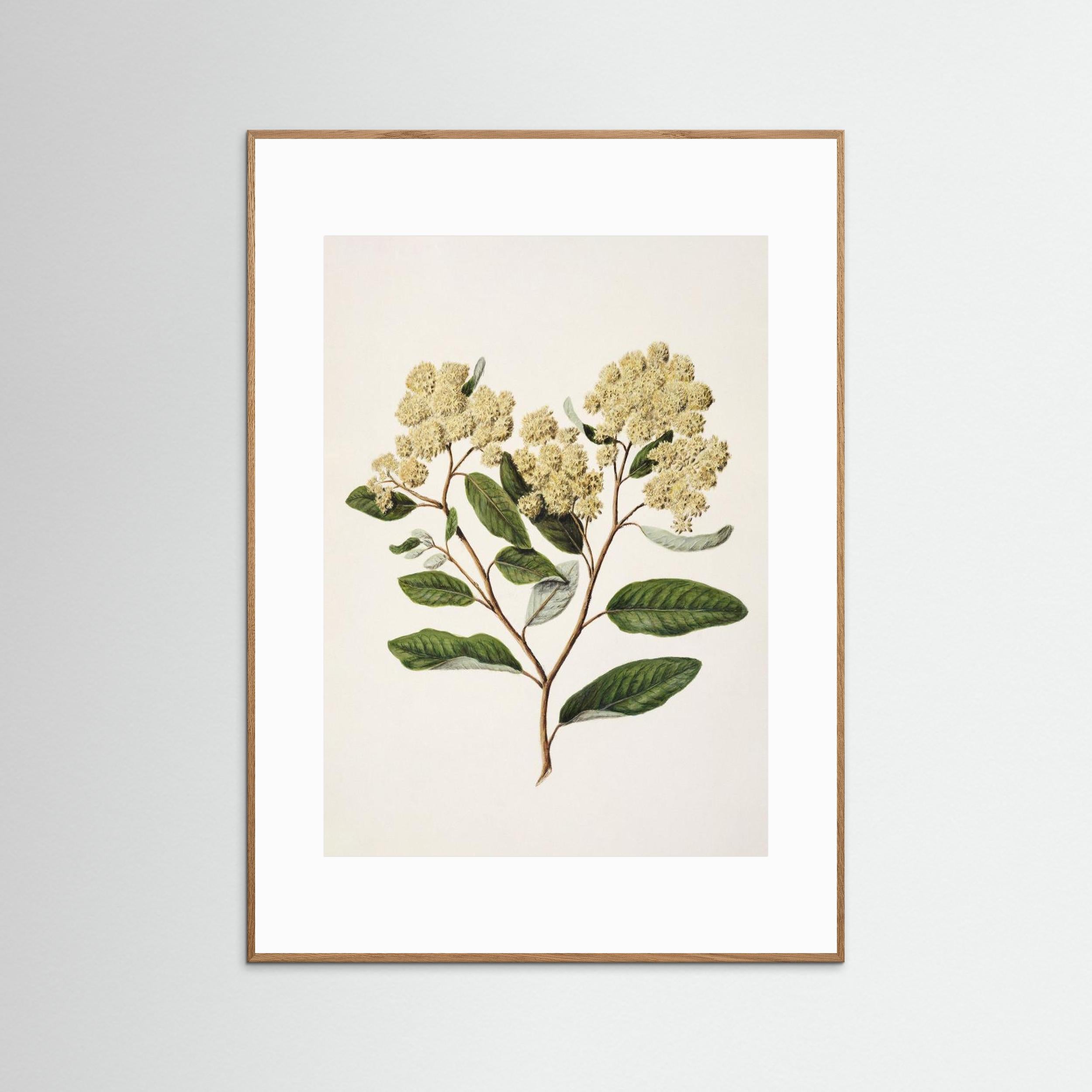Kumarahou Drawn By Sarah Featon (1848–1927 Fine Art Paper