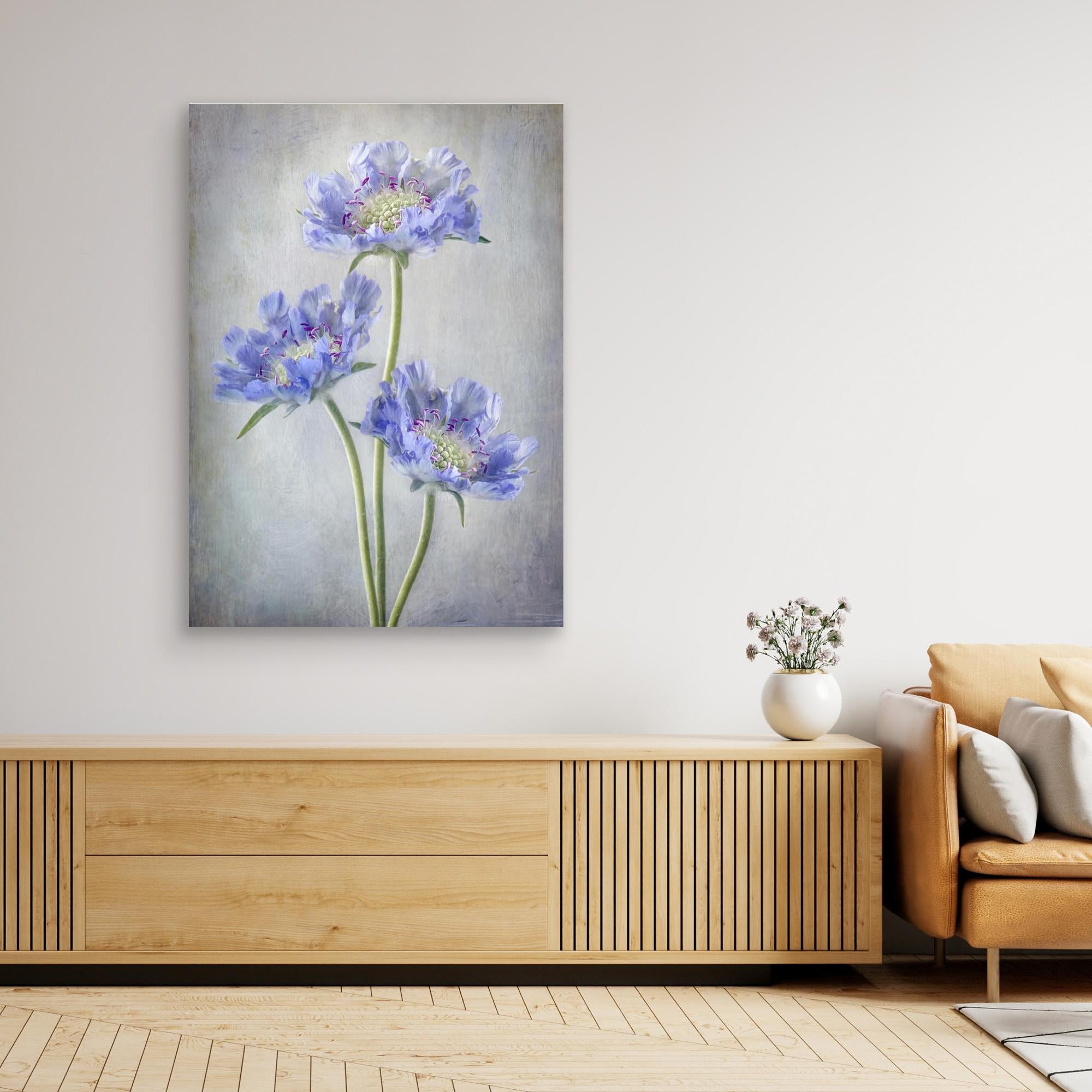 Scabiosa by Mandy Disher