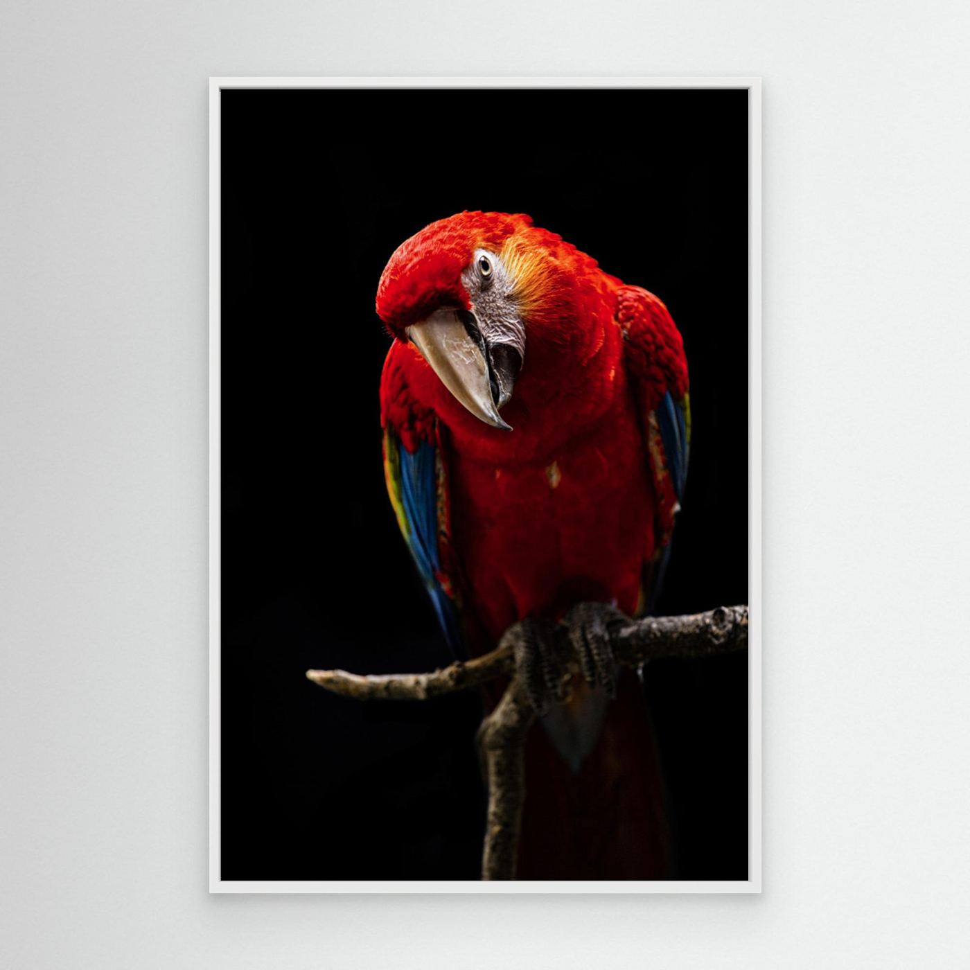 Portrait of Scarlet Macaw by Andi Halil Canvas