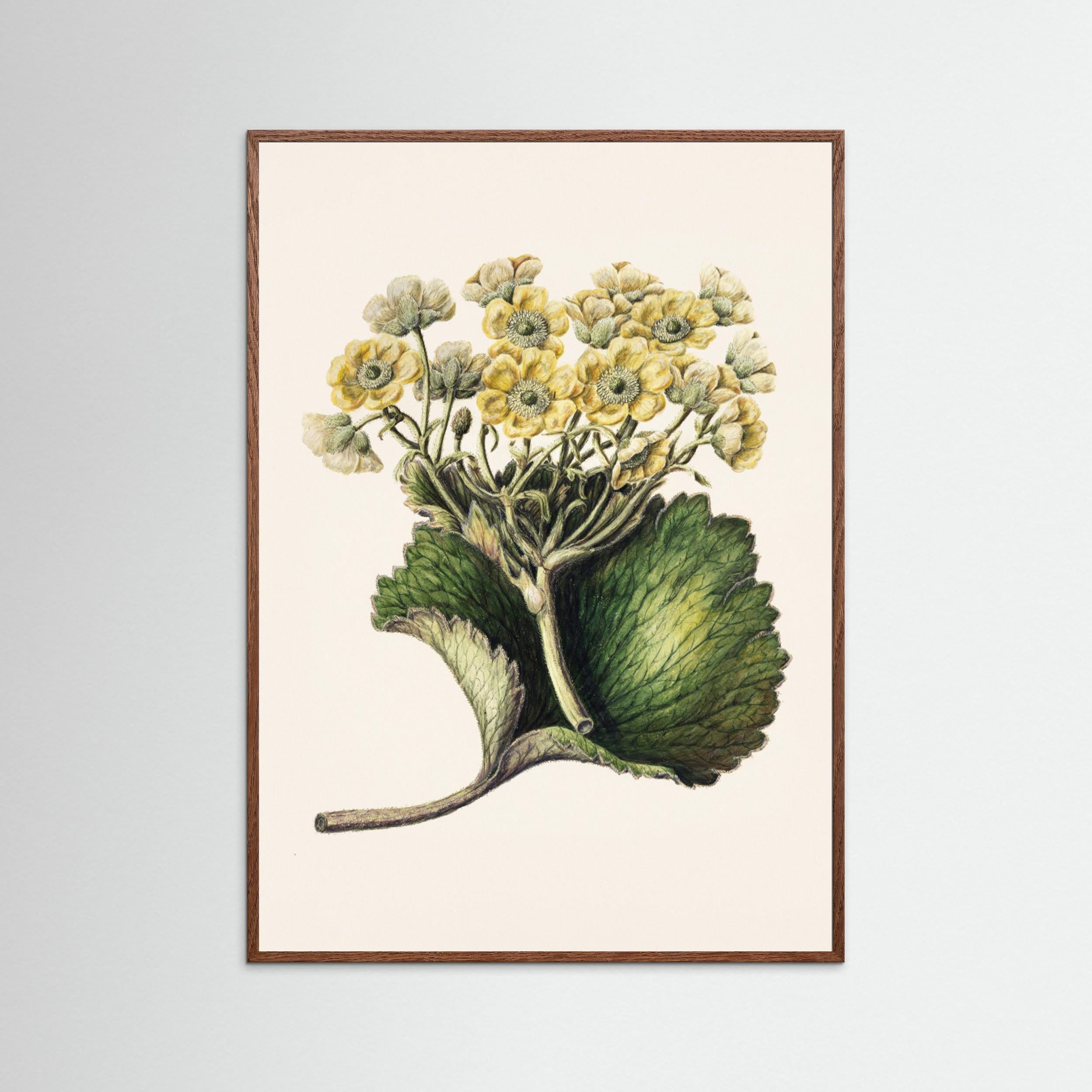 Korikor Drawn By Sarah Featon (1848–1927 Fine Art Paper