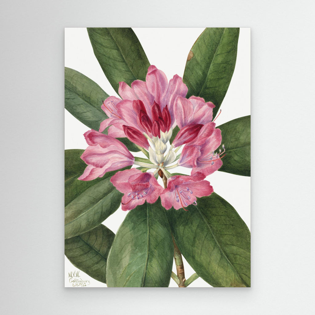 Mountain Rose Bay (1932) by Pictufy