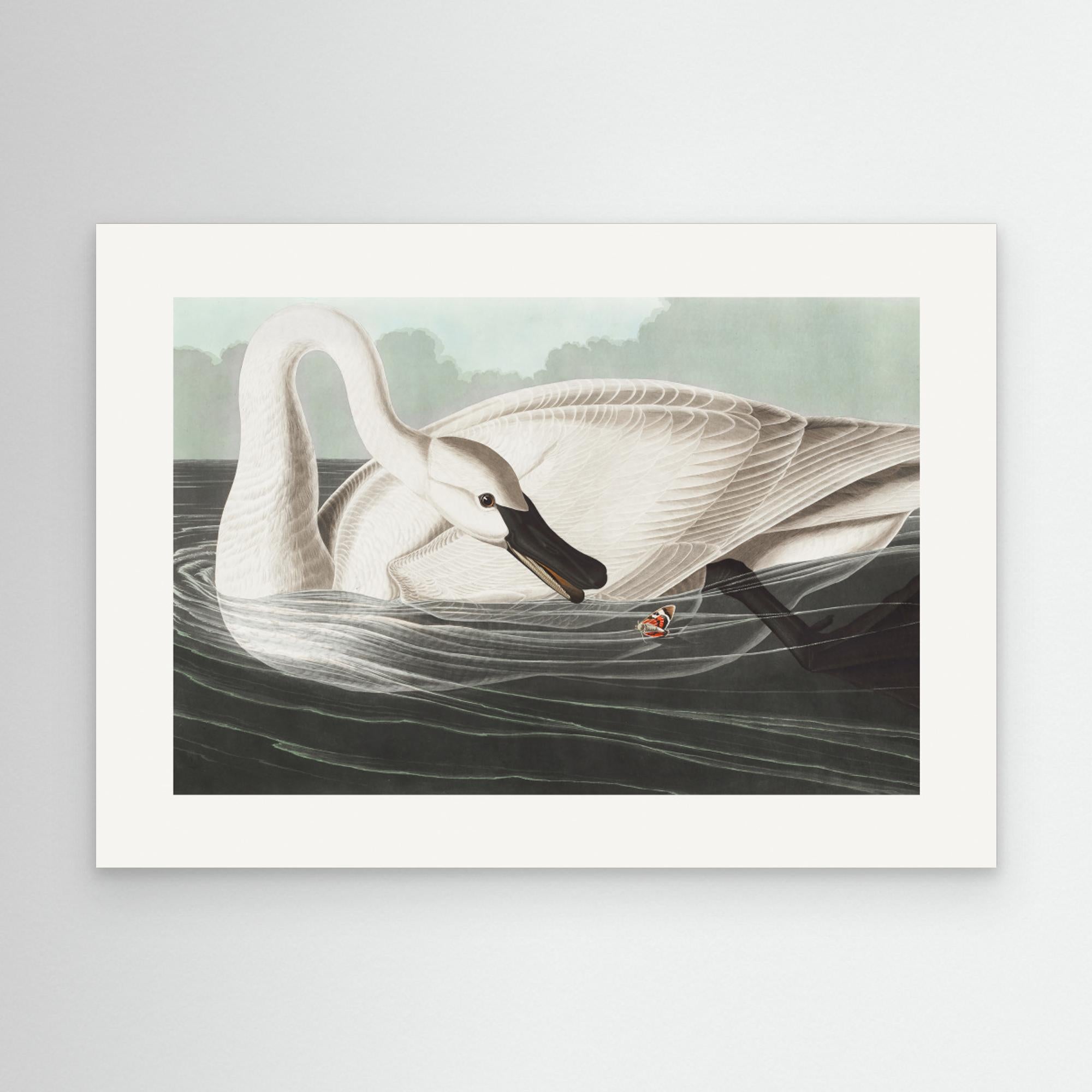 Trumpeter Swan From Birds of America (1827) Canvas