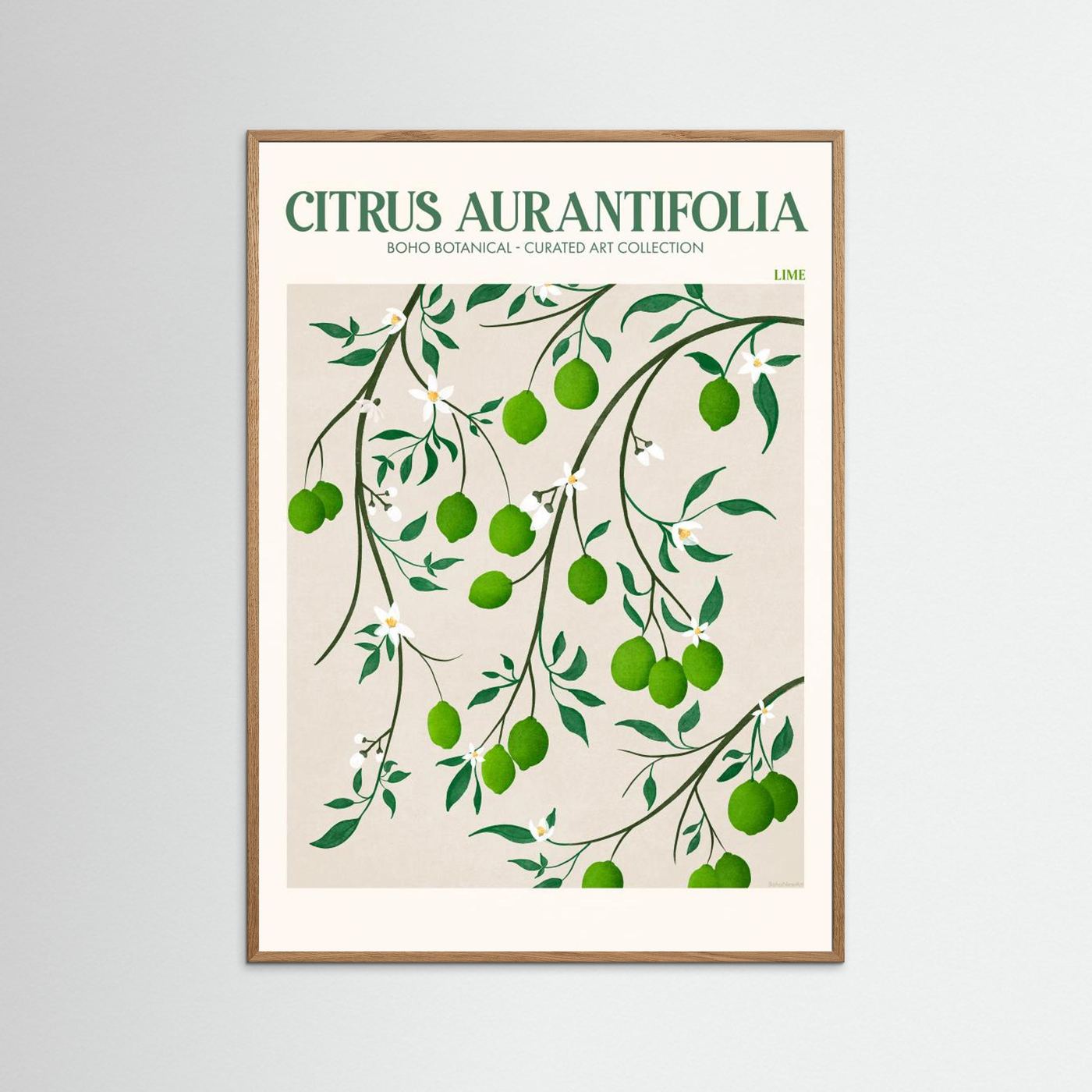 Citrus Aurantifolia - Lime by Emel Tunaboylu Fine Art Paper