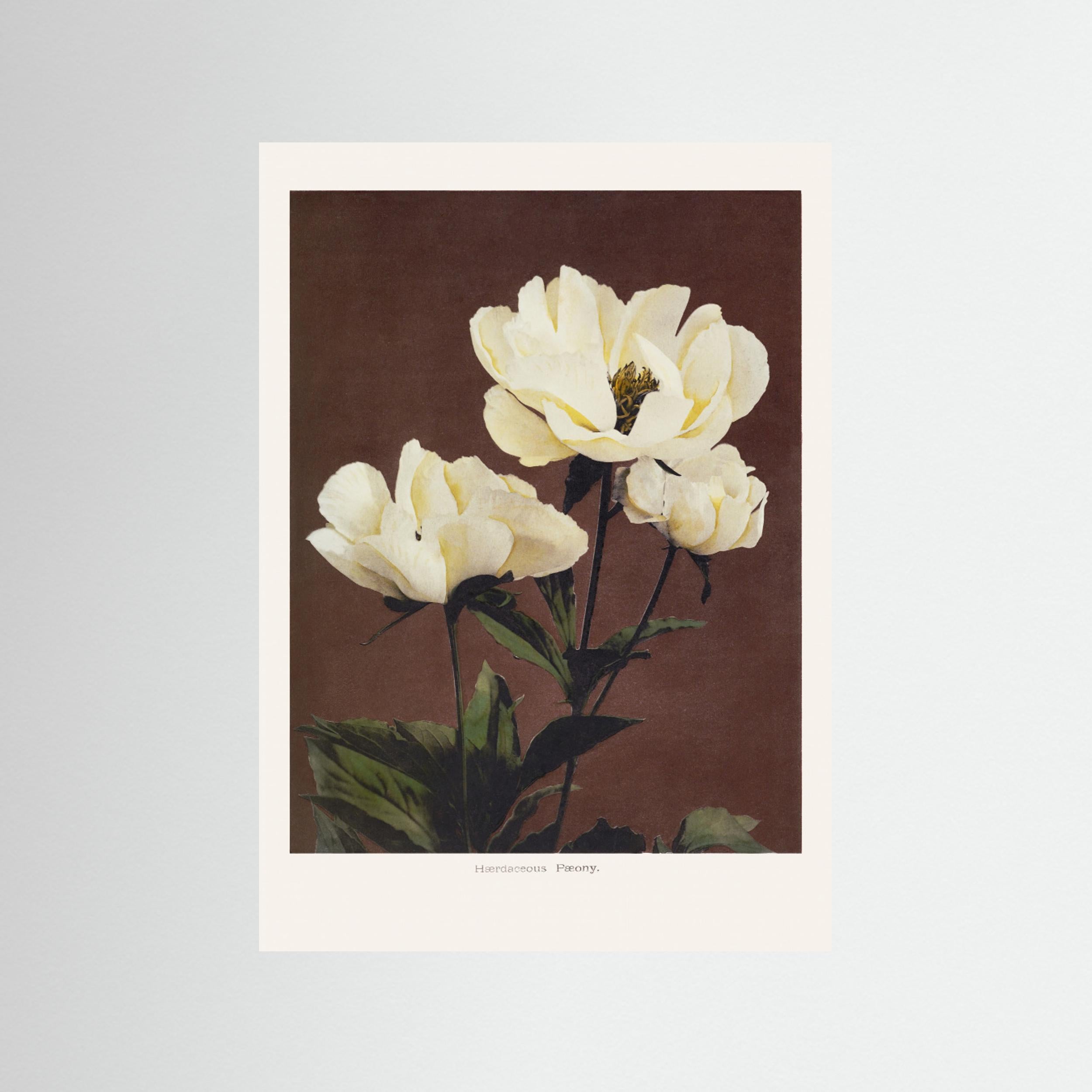 Hærdaceous Peony Fine Art Paper 