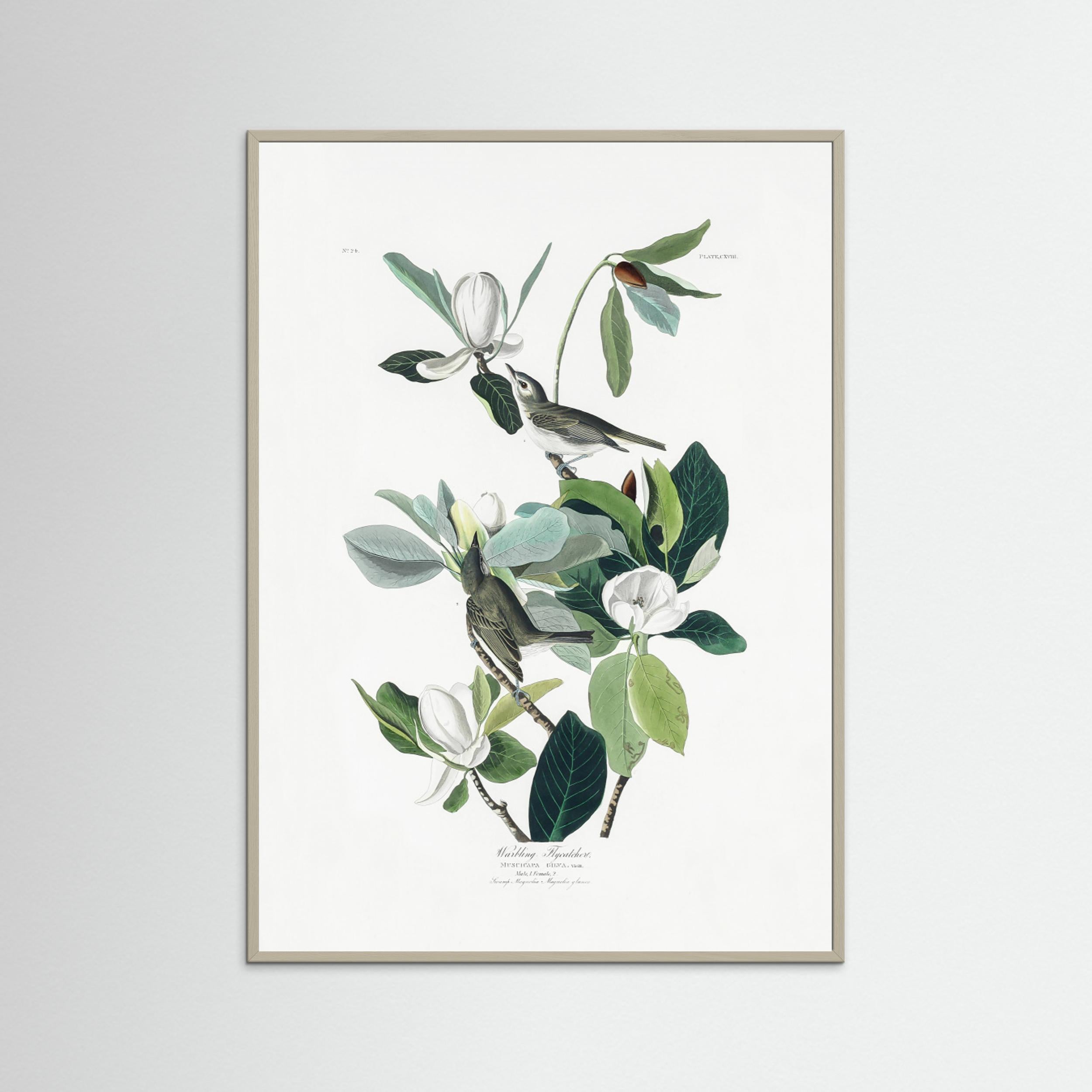 Warbling Flycatcher From Birds of America (1827) by Pictufy