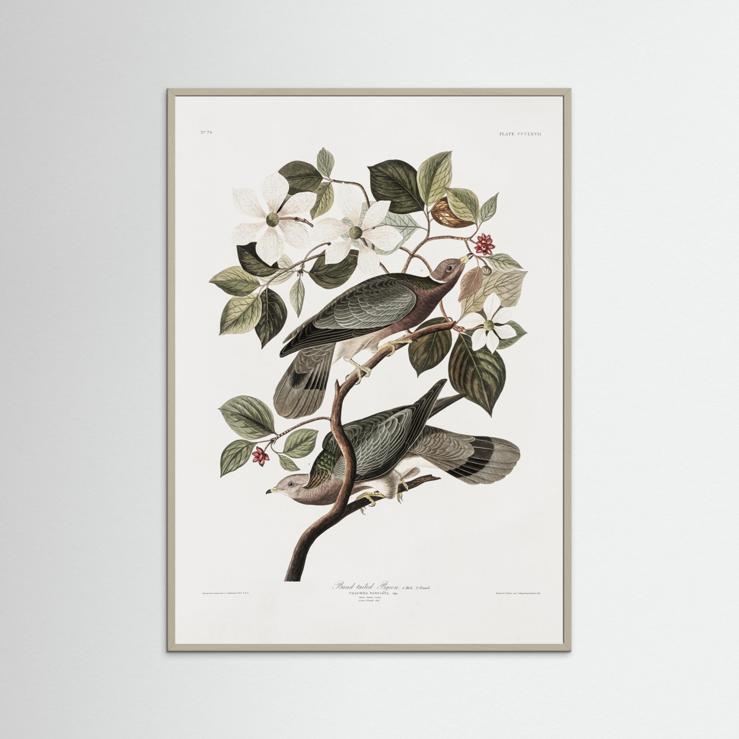 Brand Tailed Pigeon From Birds Of America (1827) by Pictufy