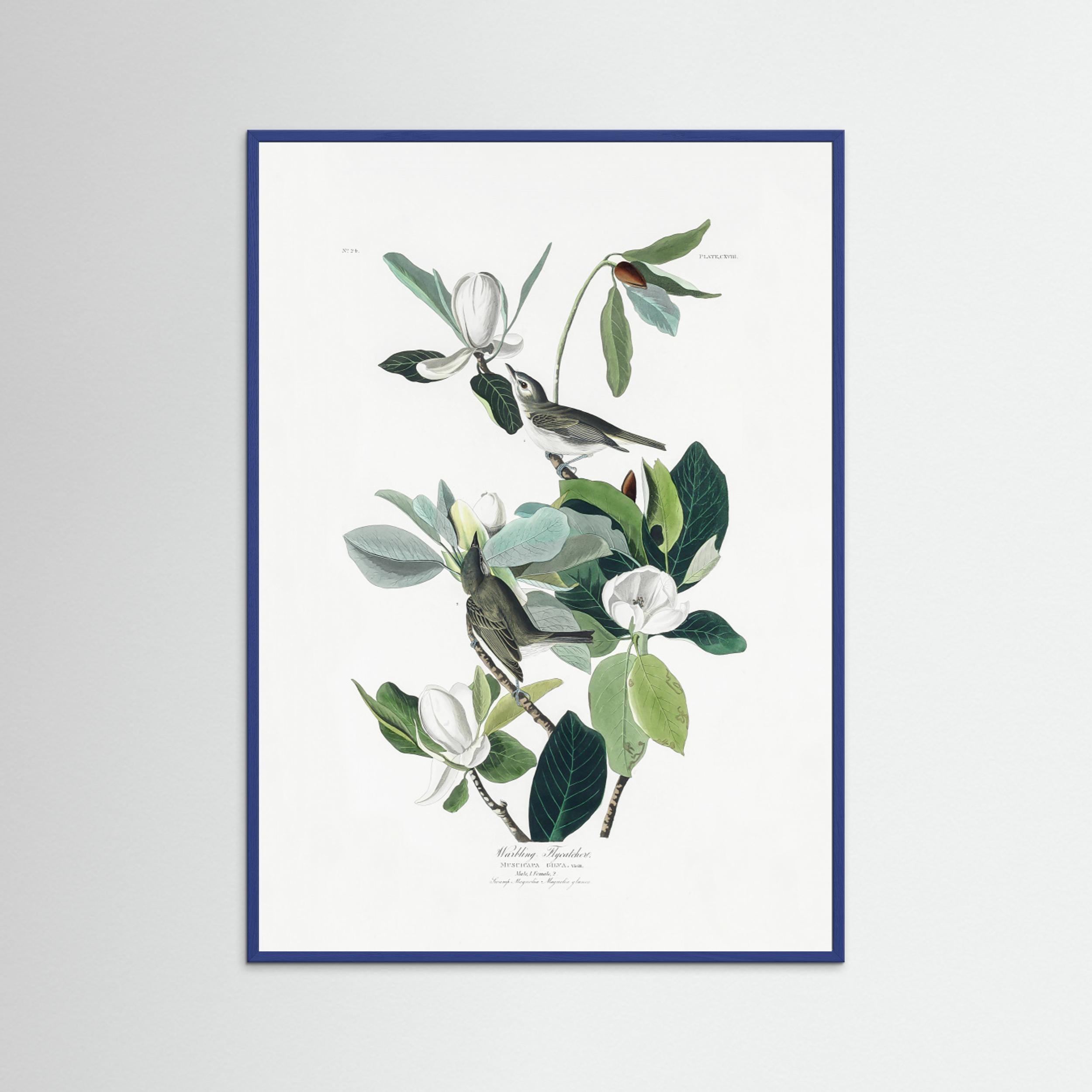 Warbling Flycatcher From Birds of America (1827) by Pictufy