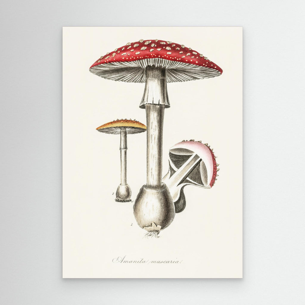 Amanita Muscaria Illustration. Medical Botany 1836 Canvas