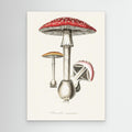 Amanita Muscaria Illustration. Medical Botany 1836 Canvas