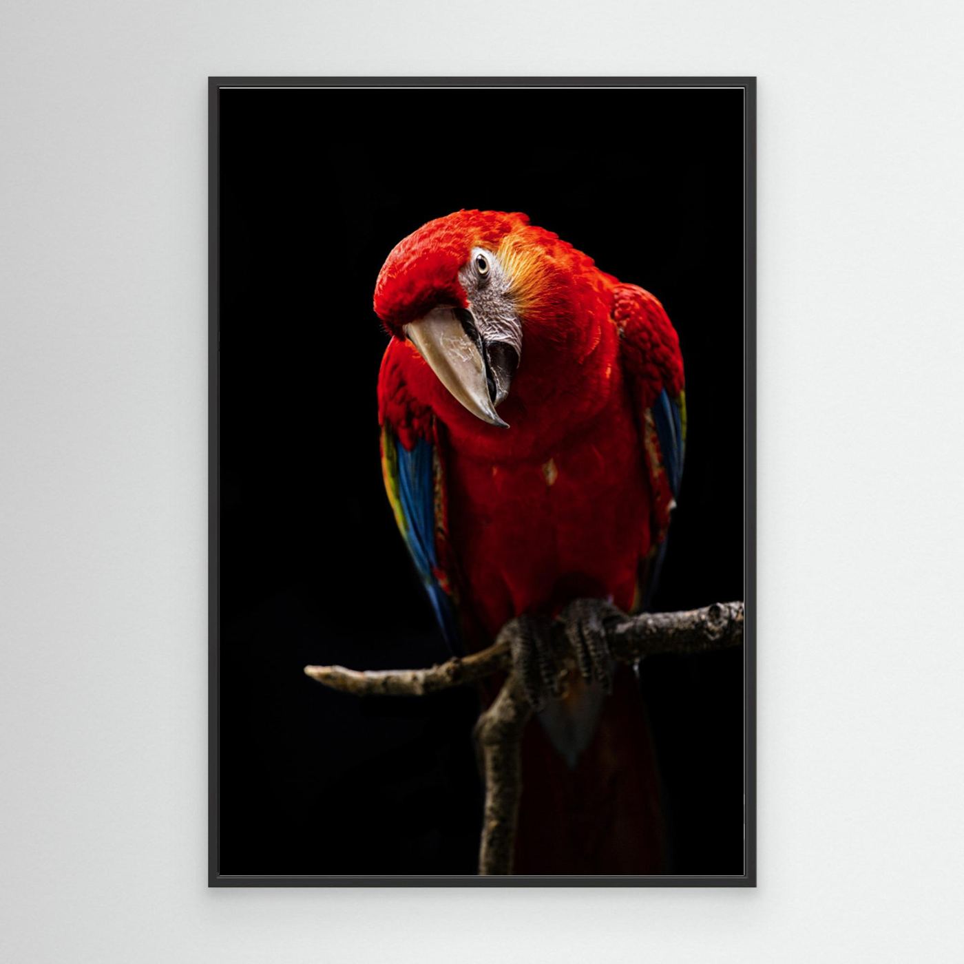 Portrait of Scarlet Macaw by Andi Halil Canvas