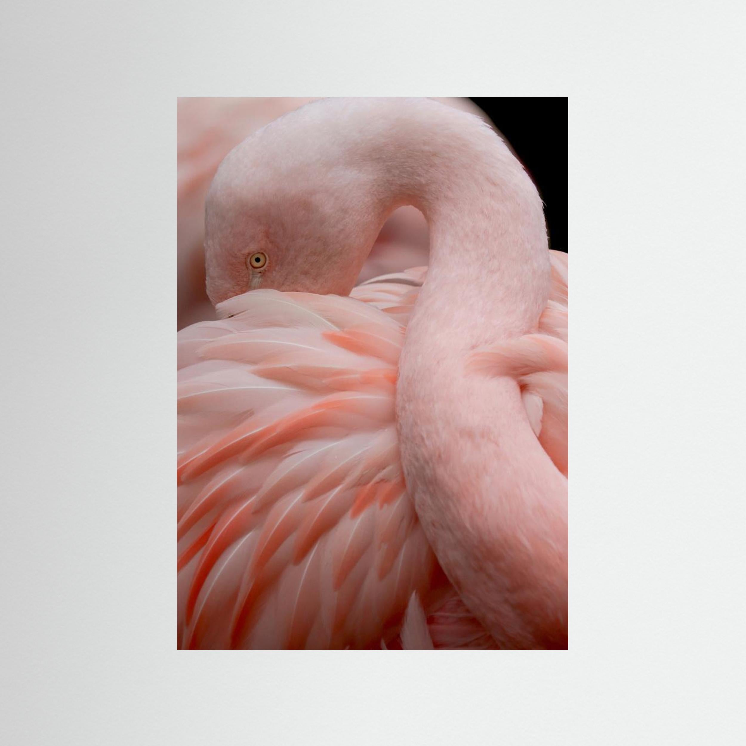 Portrait of a Pink Flamingo by Robin Wechsler Fine Art Paper